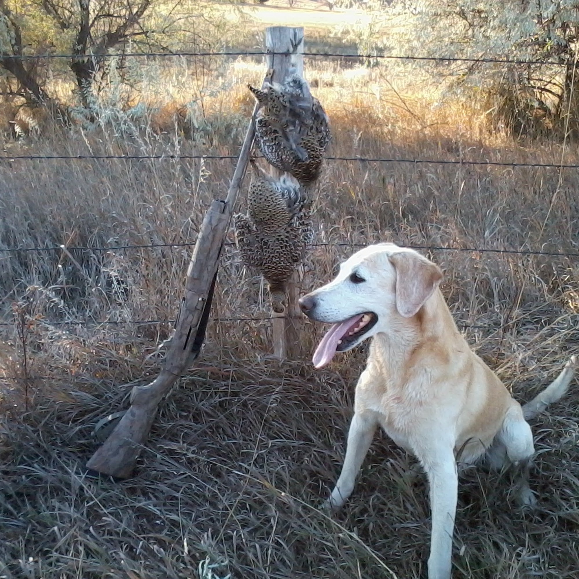 Jensen Kennels Spearfish