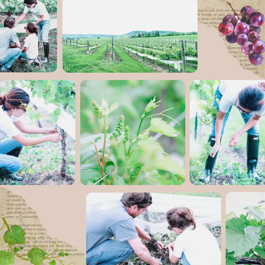 Belle Joli Winery Sparkling House Sturgis