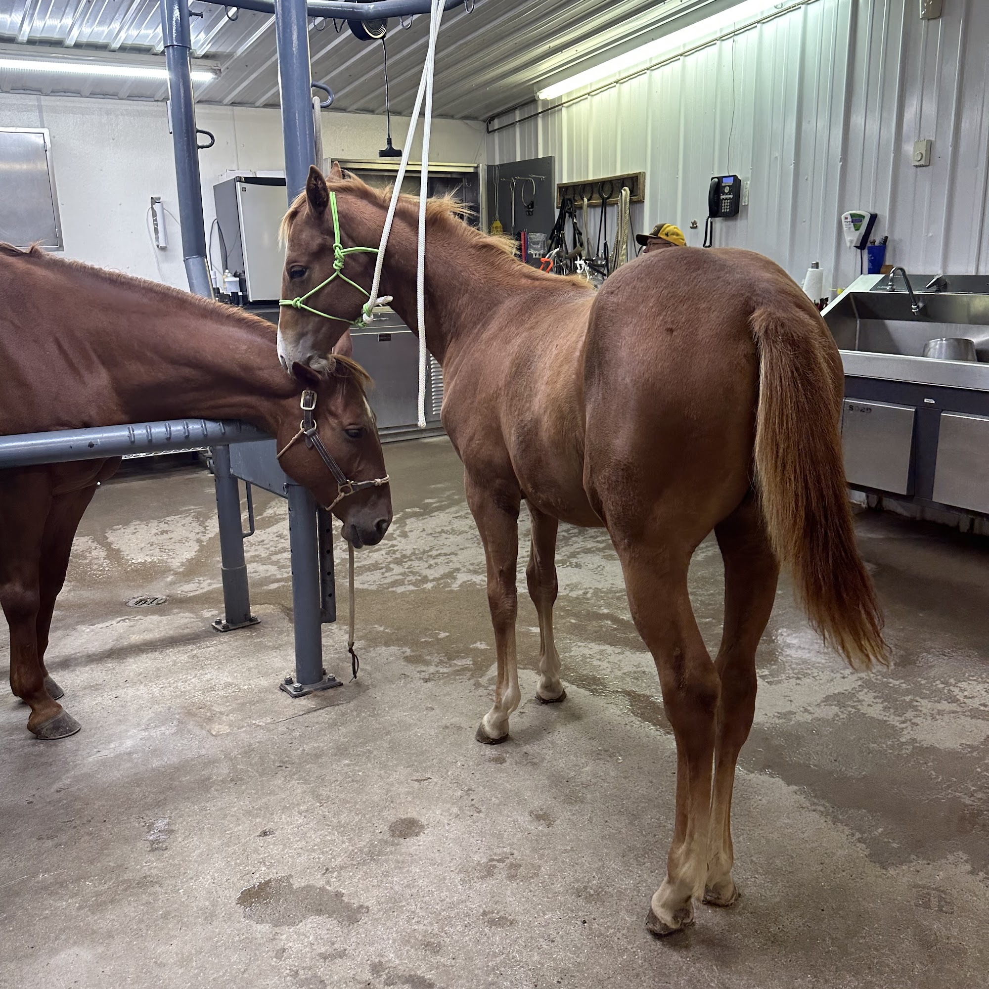 Sturgis Veterinary Hospital & Equine Center Sturgis