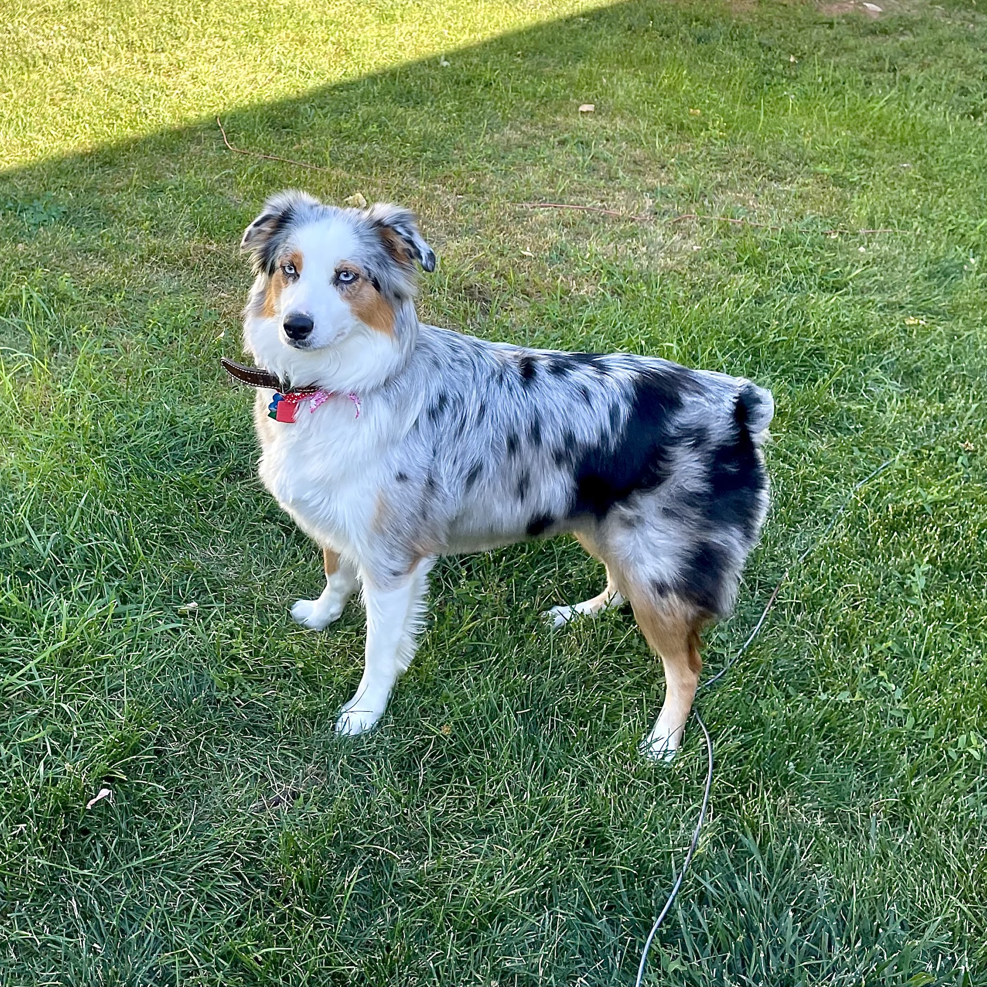 Richardson Kennel & Pet Groom Sturgis