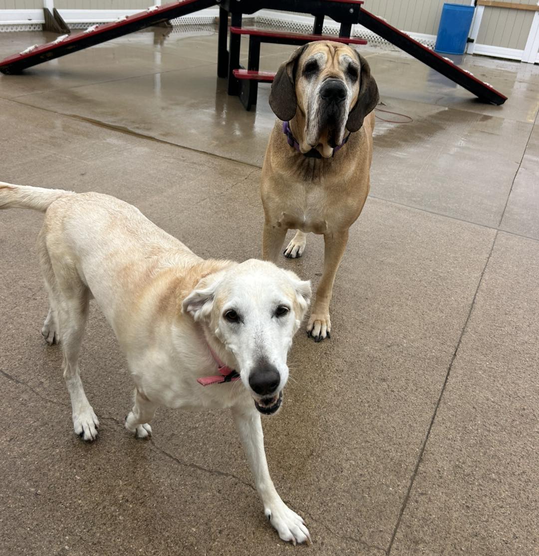 Marta's DEADWOOD Doghouse Sturgis