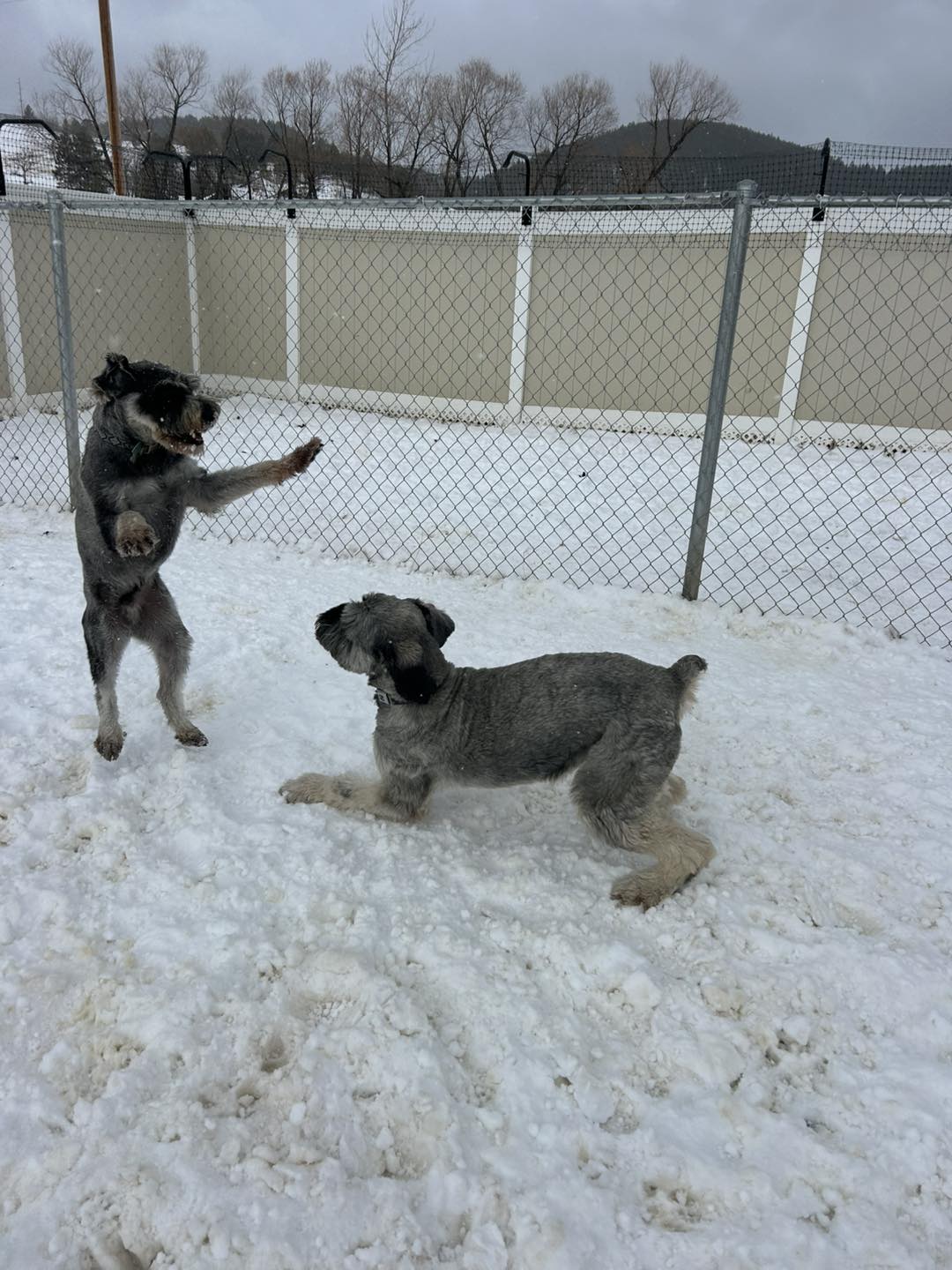 Marta's DEADWOOD Doghouse Sturgis