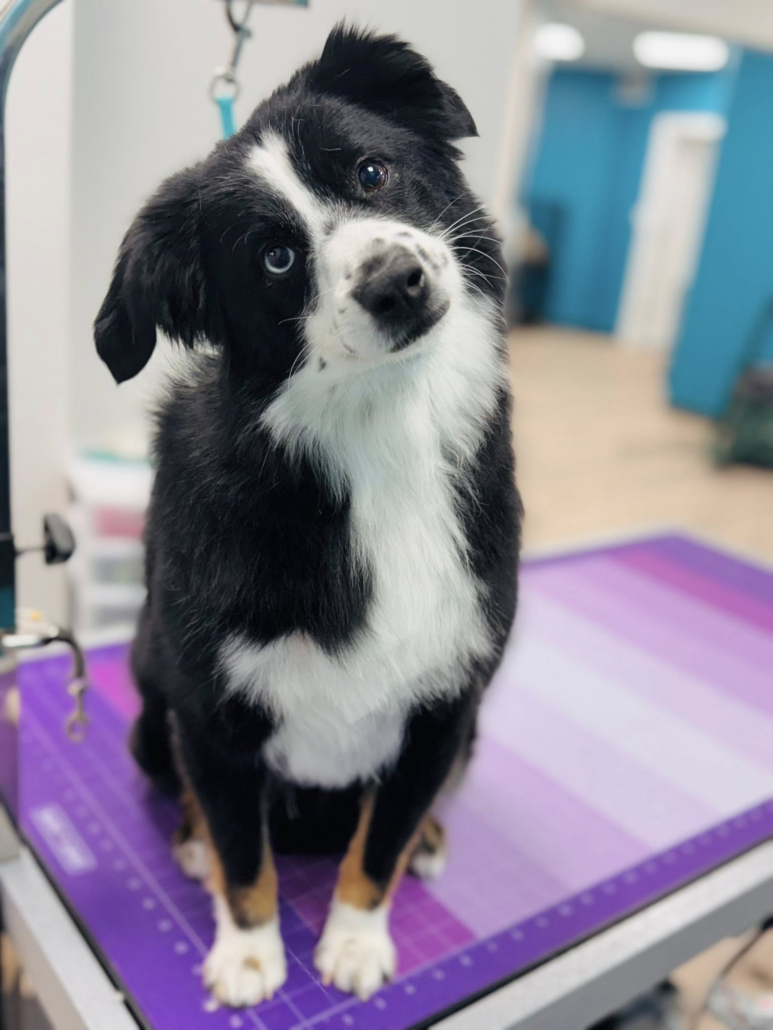 Furry and Fabulous pet grooming Tea