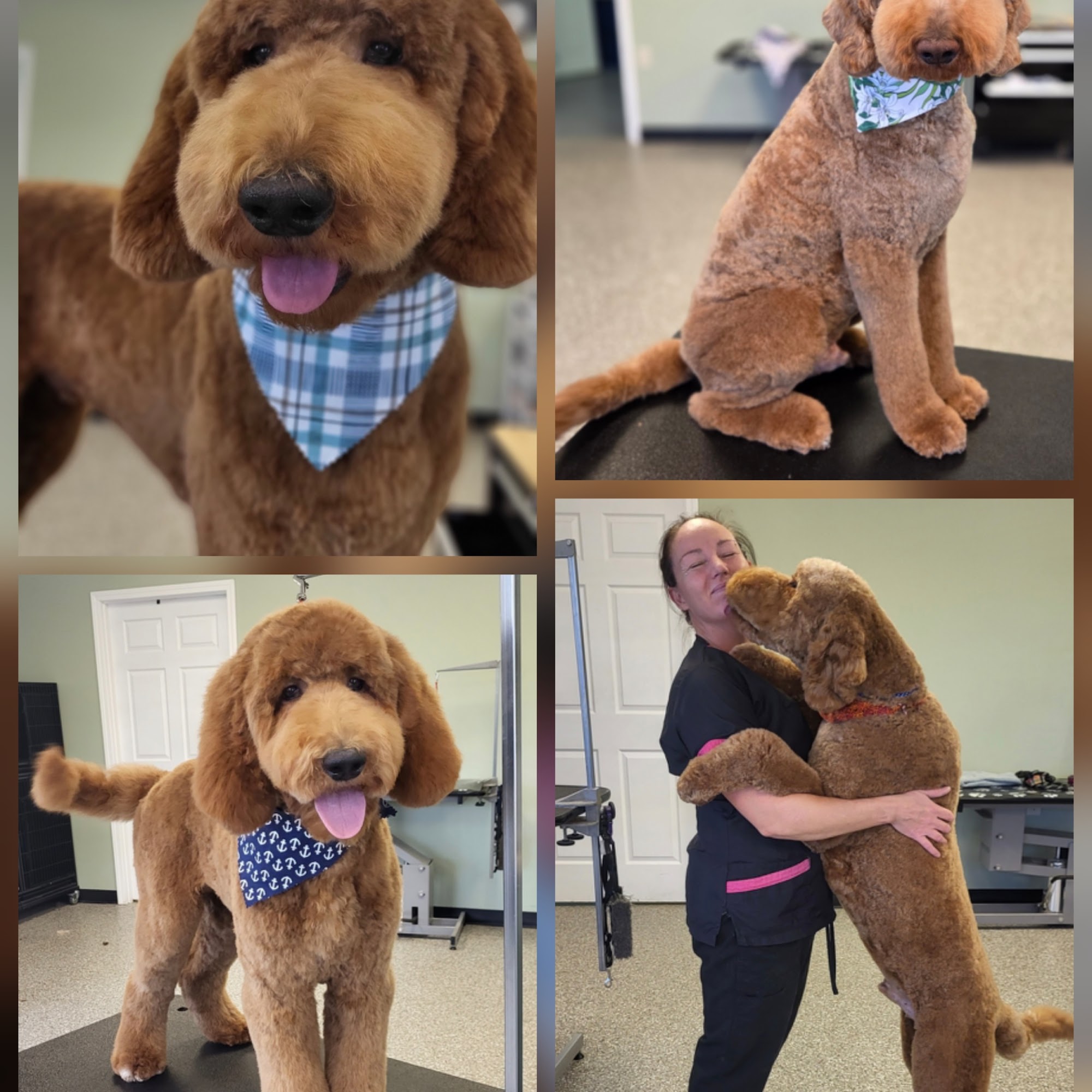 Lacy's Struttin' Mutts Tea