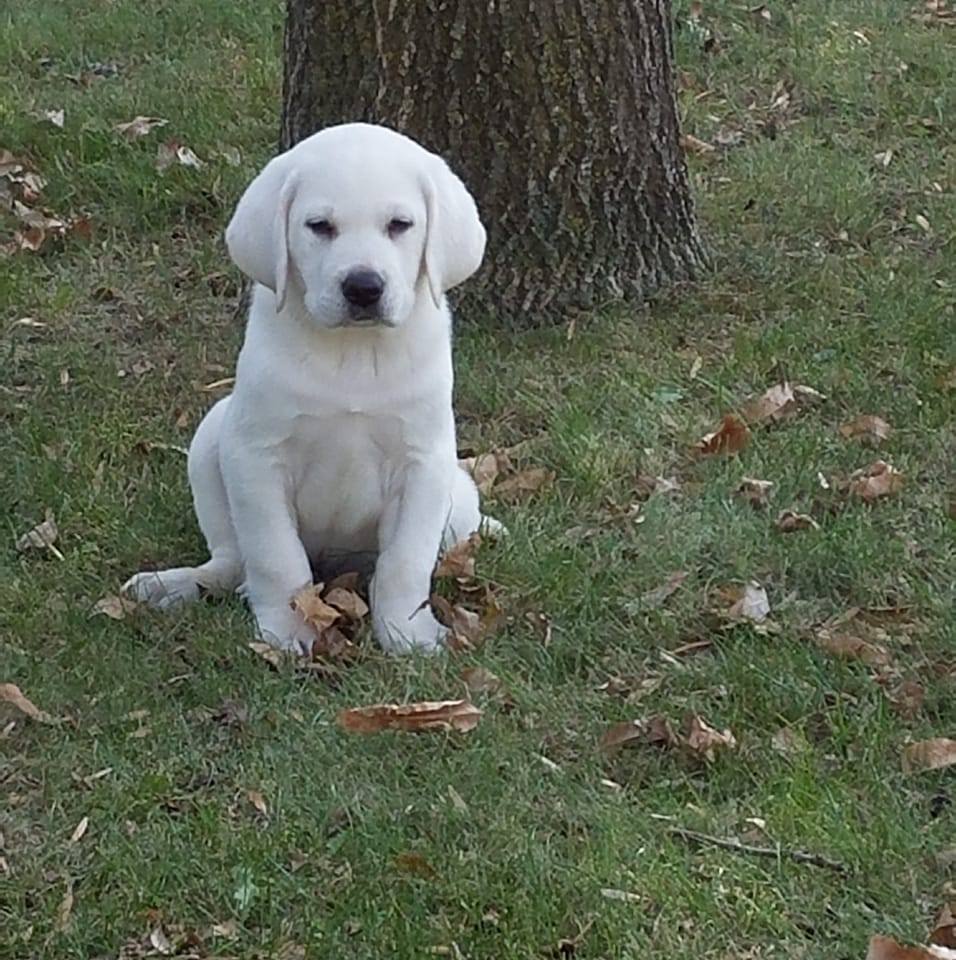 Lakeview Kennel Dog & Cat Watertown