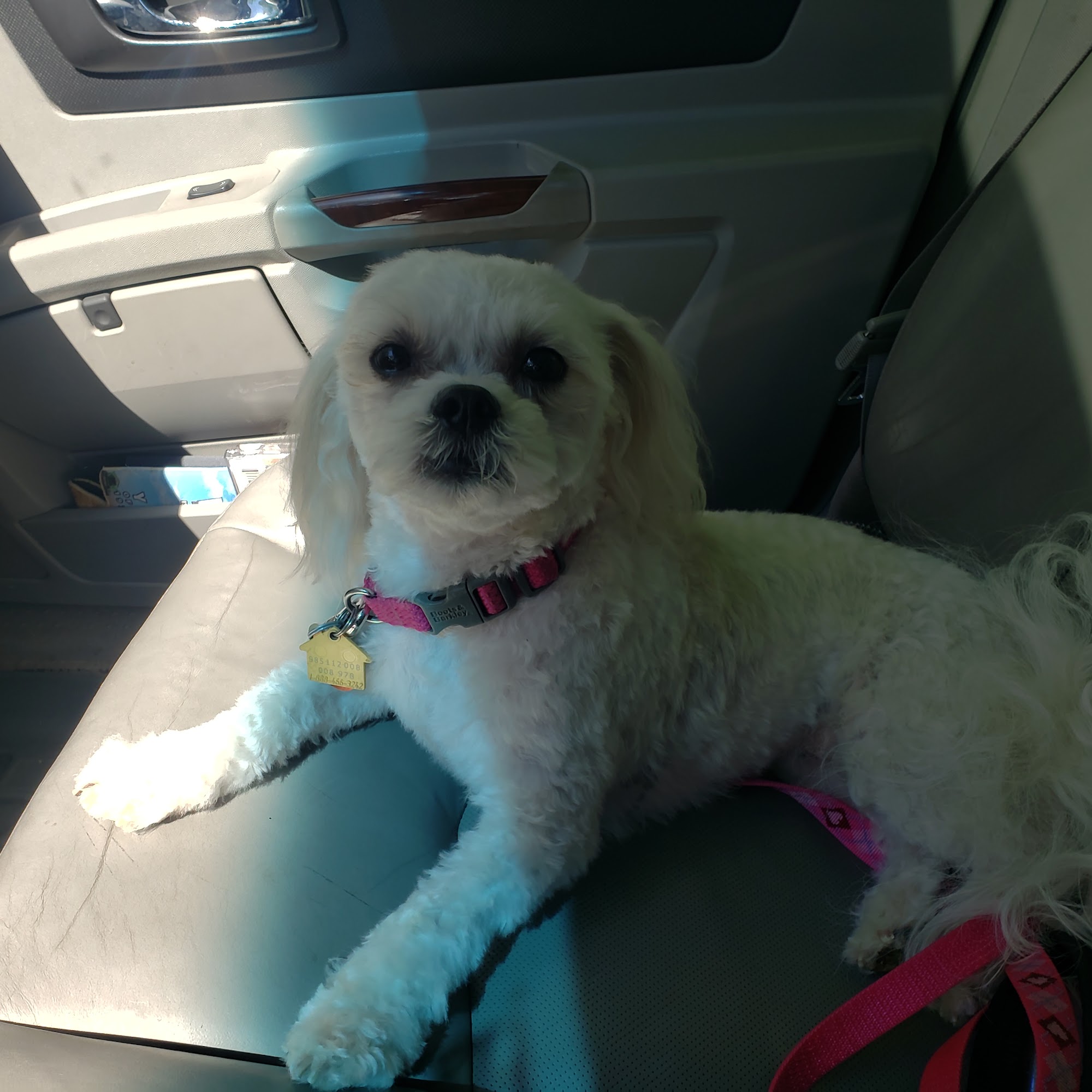 Canine Connection Watertown