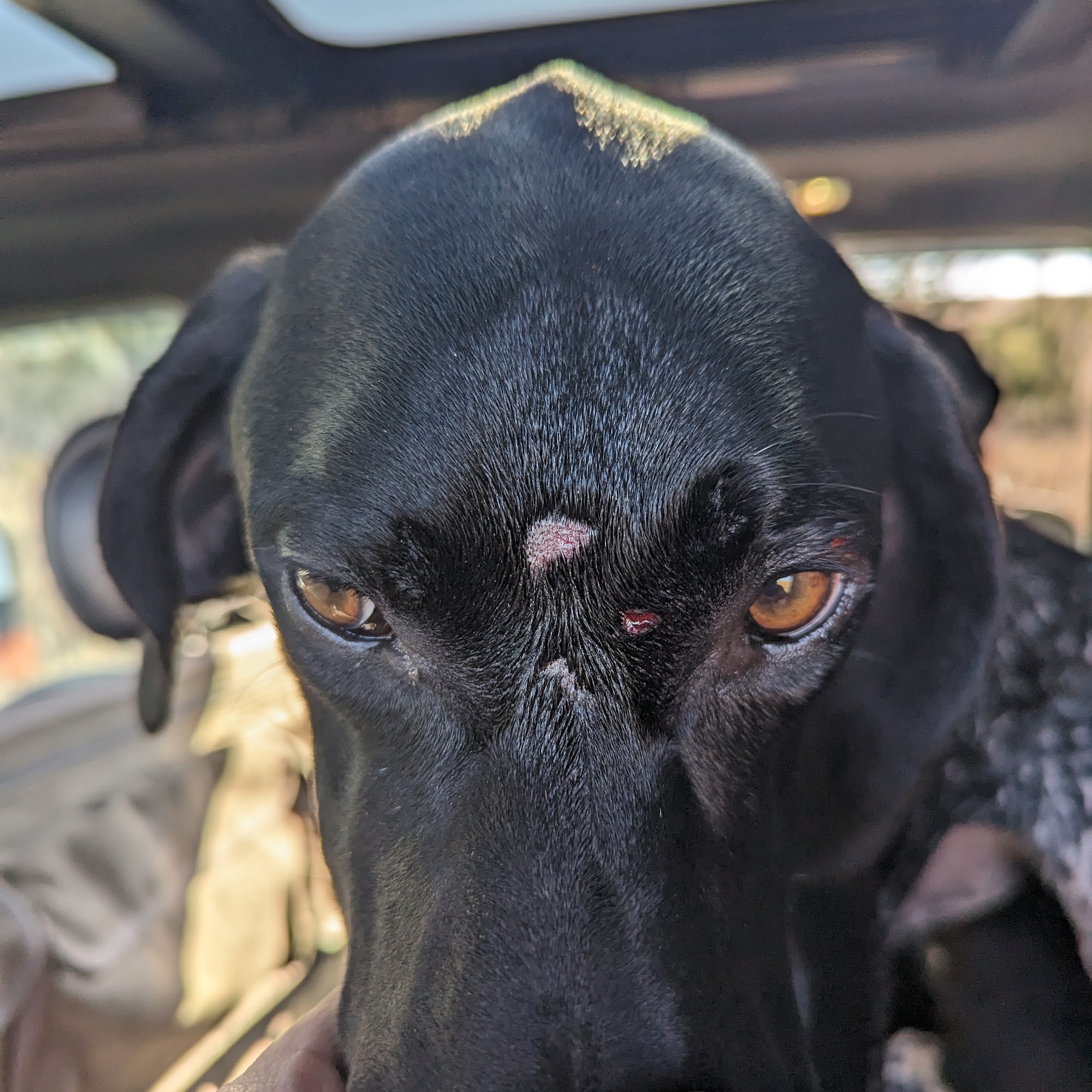 Animal Clinic Ltd Winner