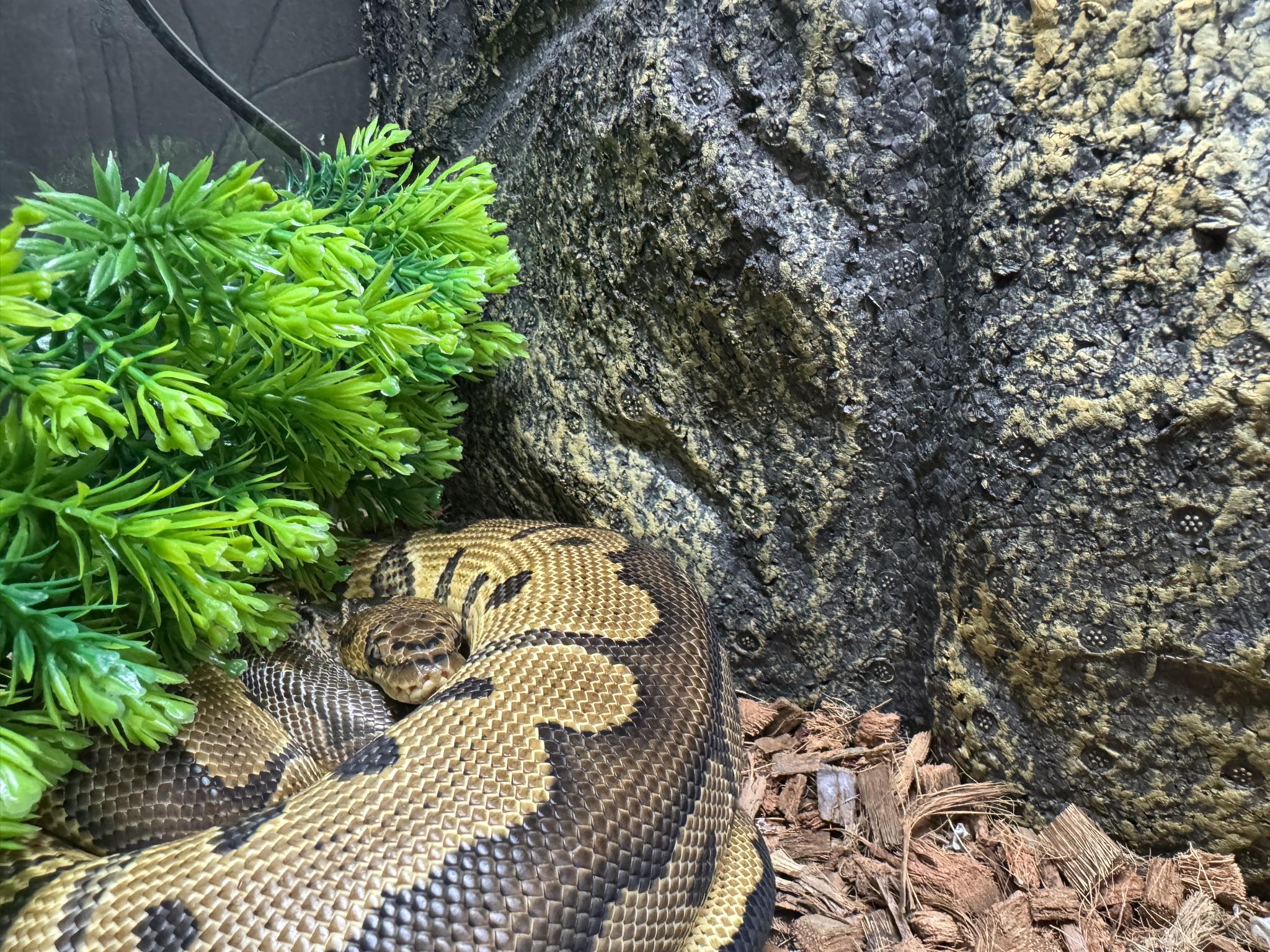 Regina's PET DEPOT Regina