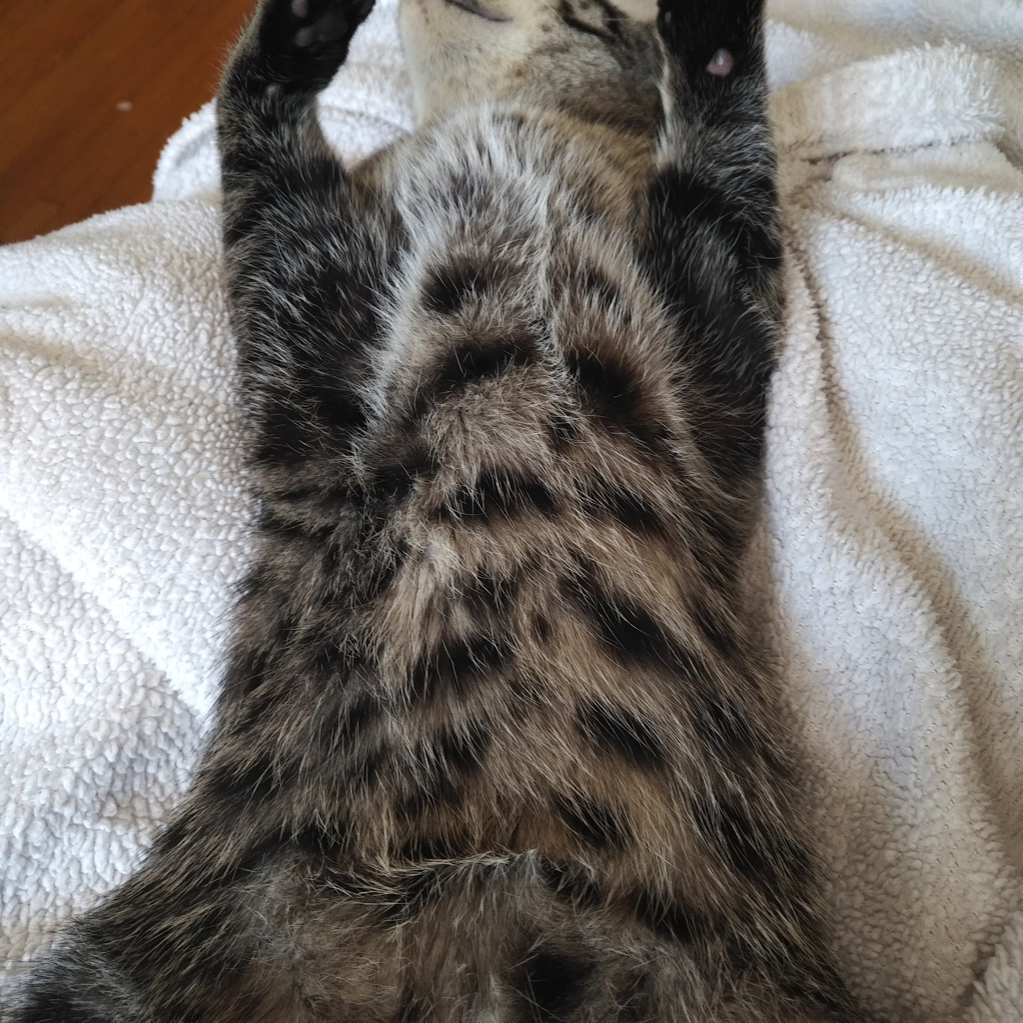 The Cathedral Pet Stop Regina