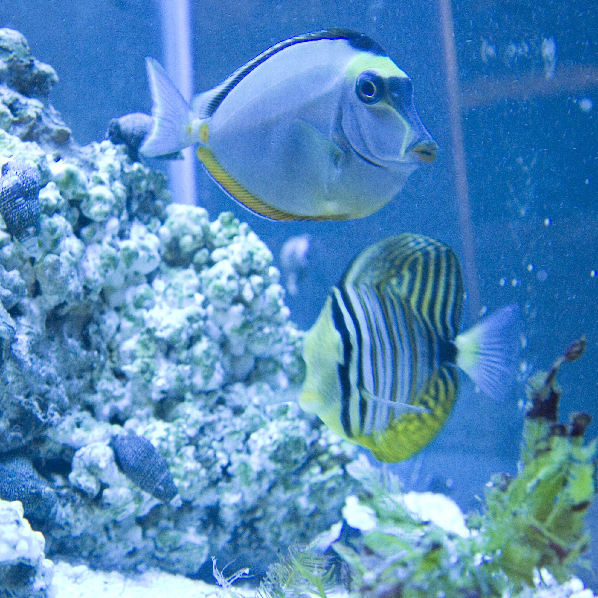 Prairie Aquatics And Exotics Inc Regina