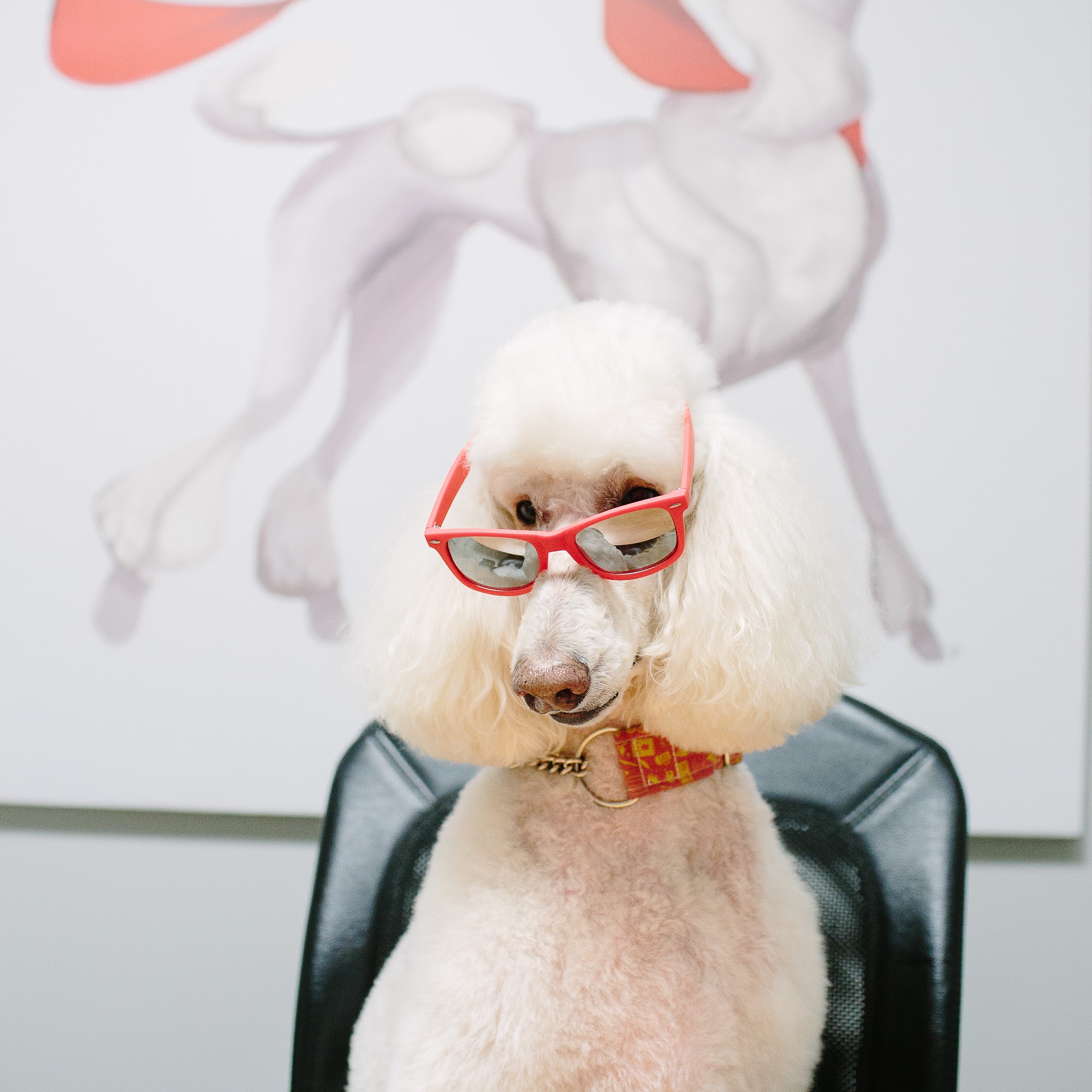 Zoom Zoom Groom Regina