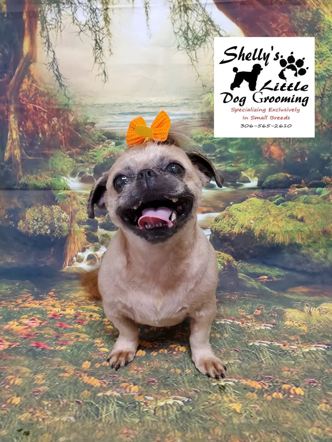 Shelly's Little Dog Grooming Regina