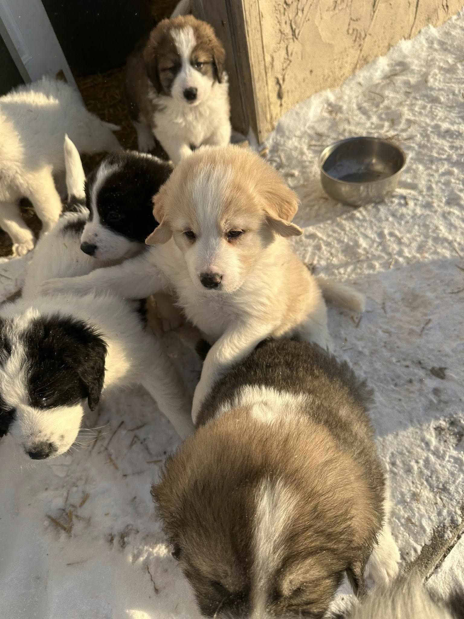 Peticoat Junction & Barkery Saskatoon