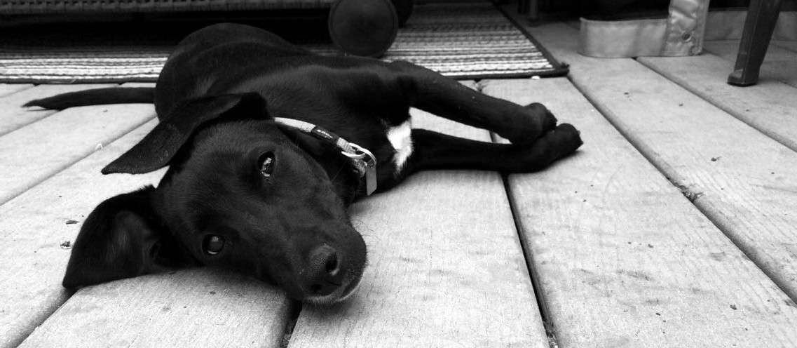 Peticoat Junction & Barkery Saskatoon