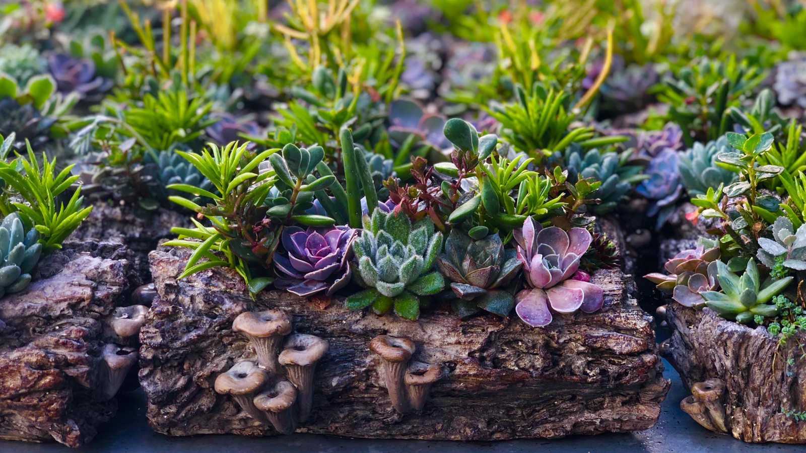 Solar Gardens at Avalon Menu