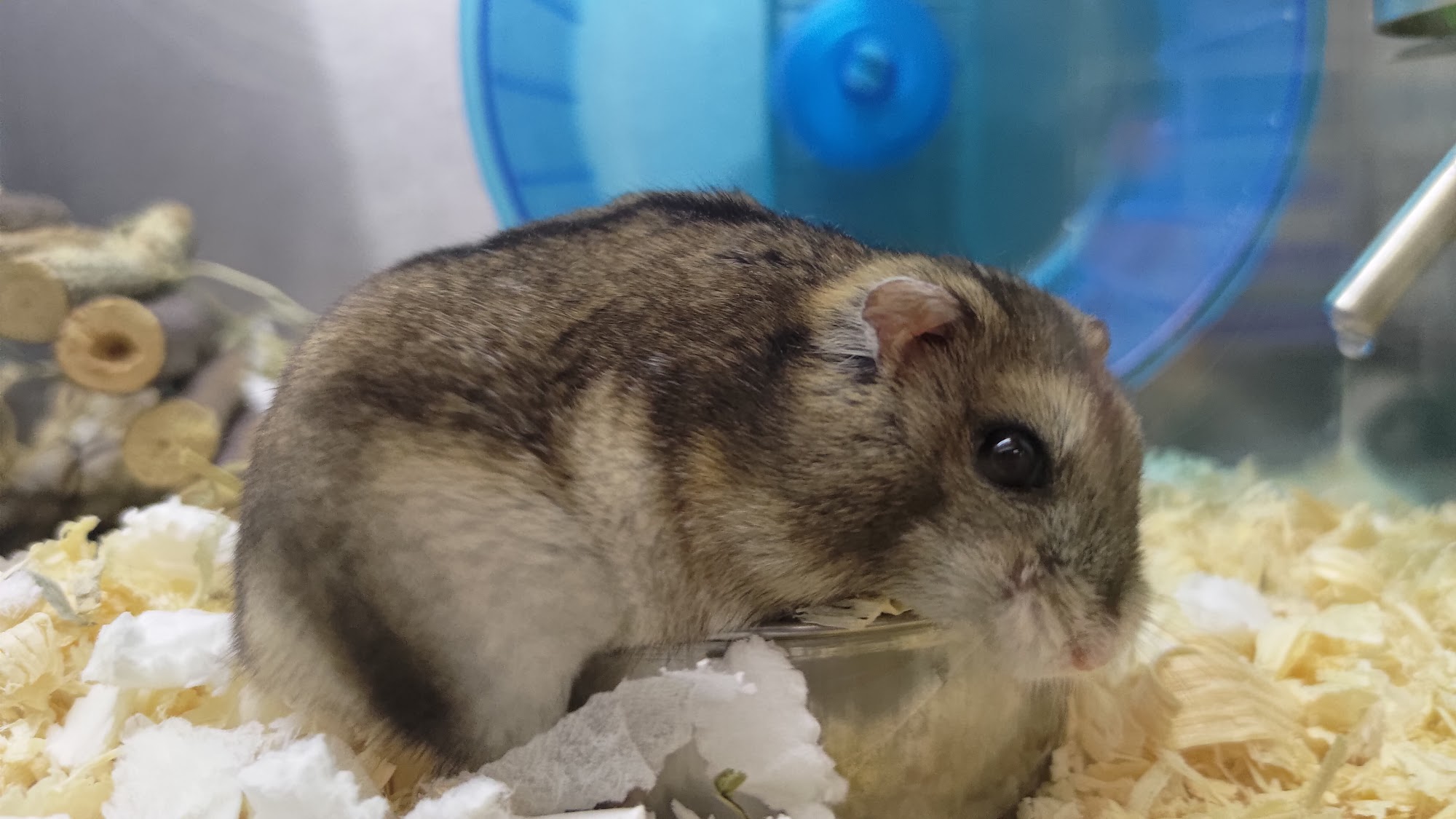 Pets at Home Weston-Super-Mare