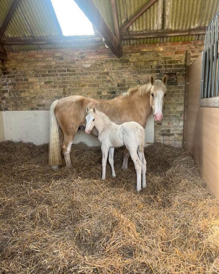 Equine Veterinary Centre