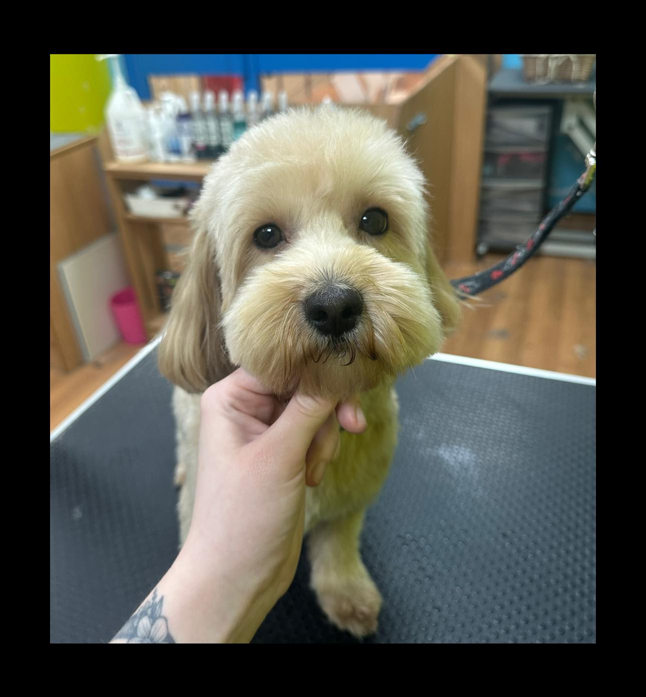 Pets at Home Haverhill