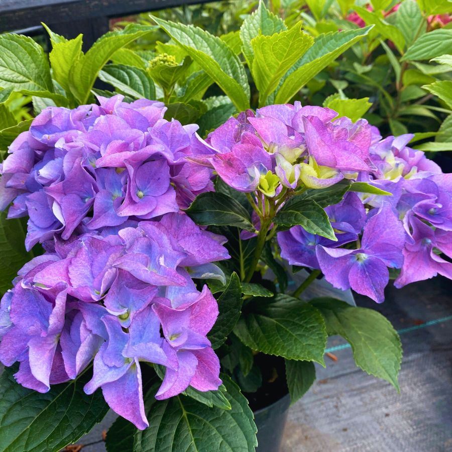 Bourne Valley Garden Centre