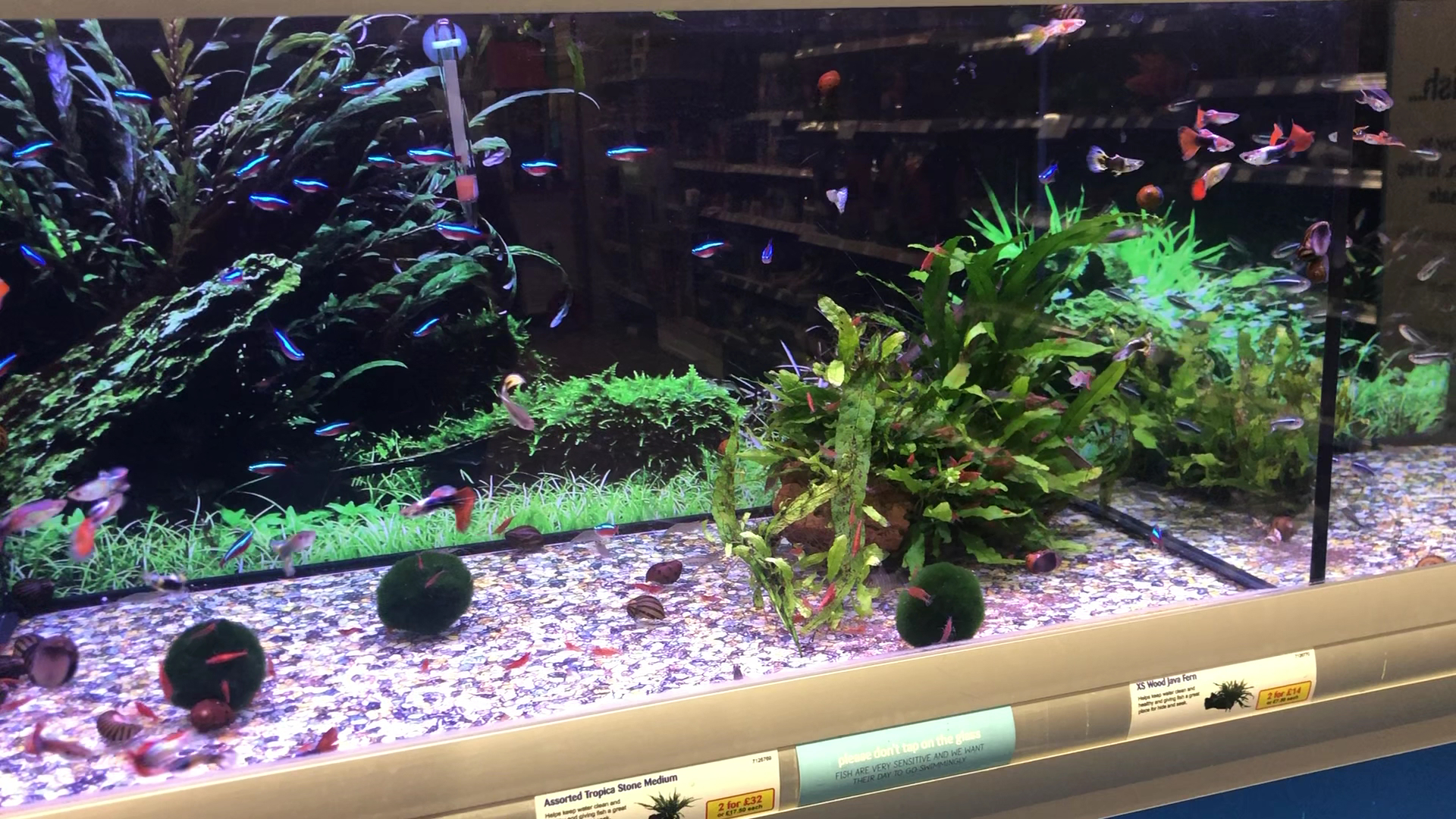 Pets at Home Farnham