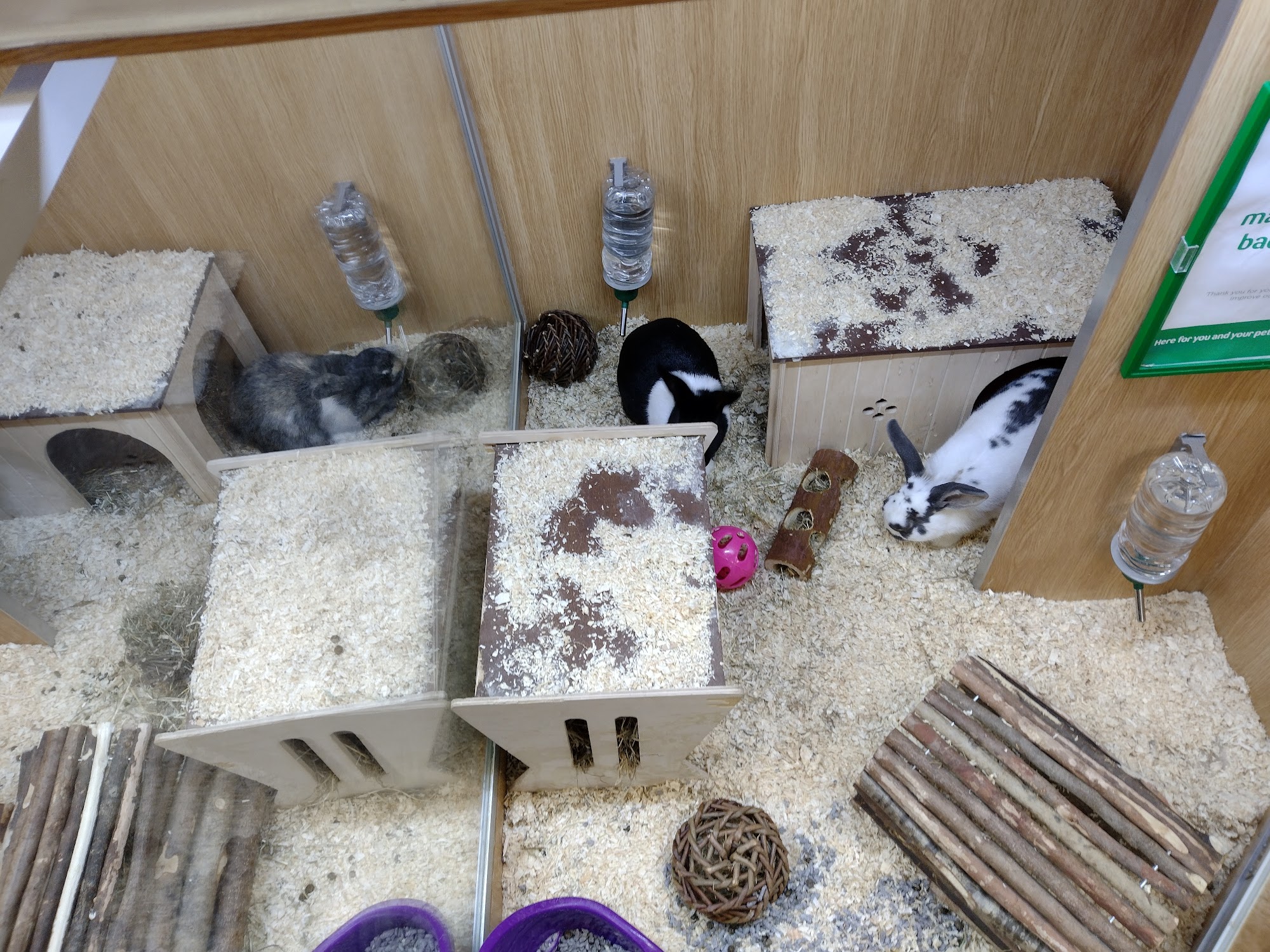 Pets at Home Walton On Thames