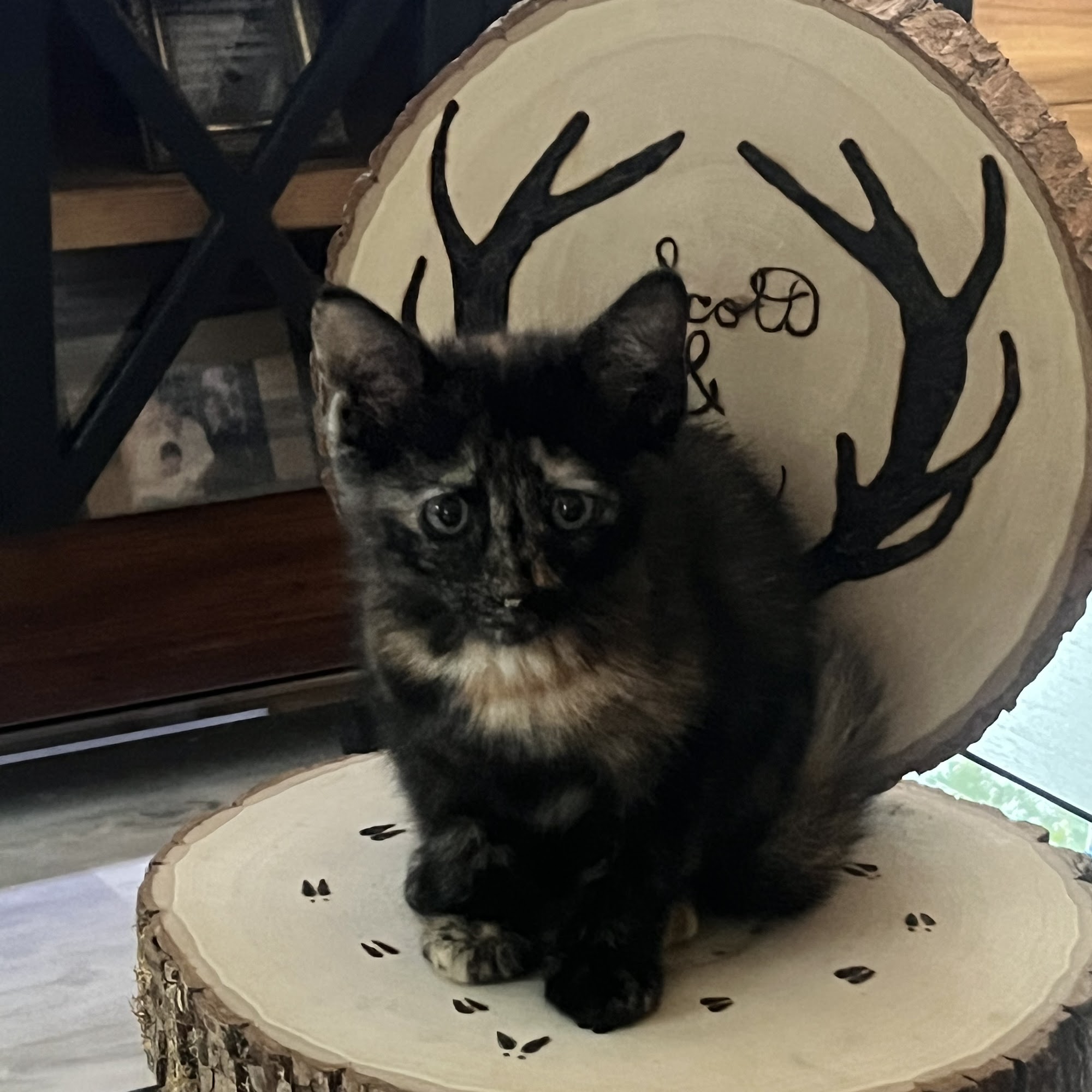 Adamsville Animal Hospital Adamsville