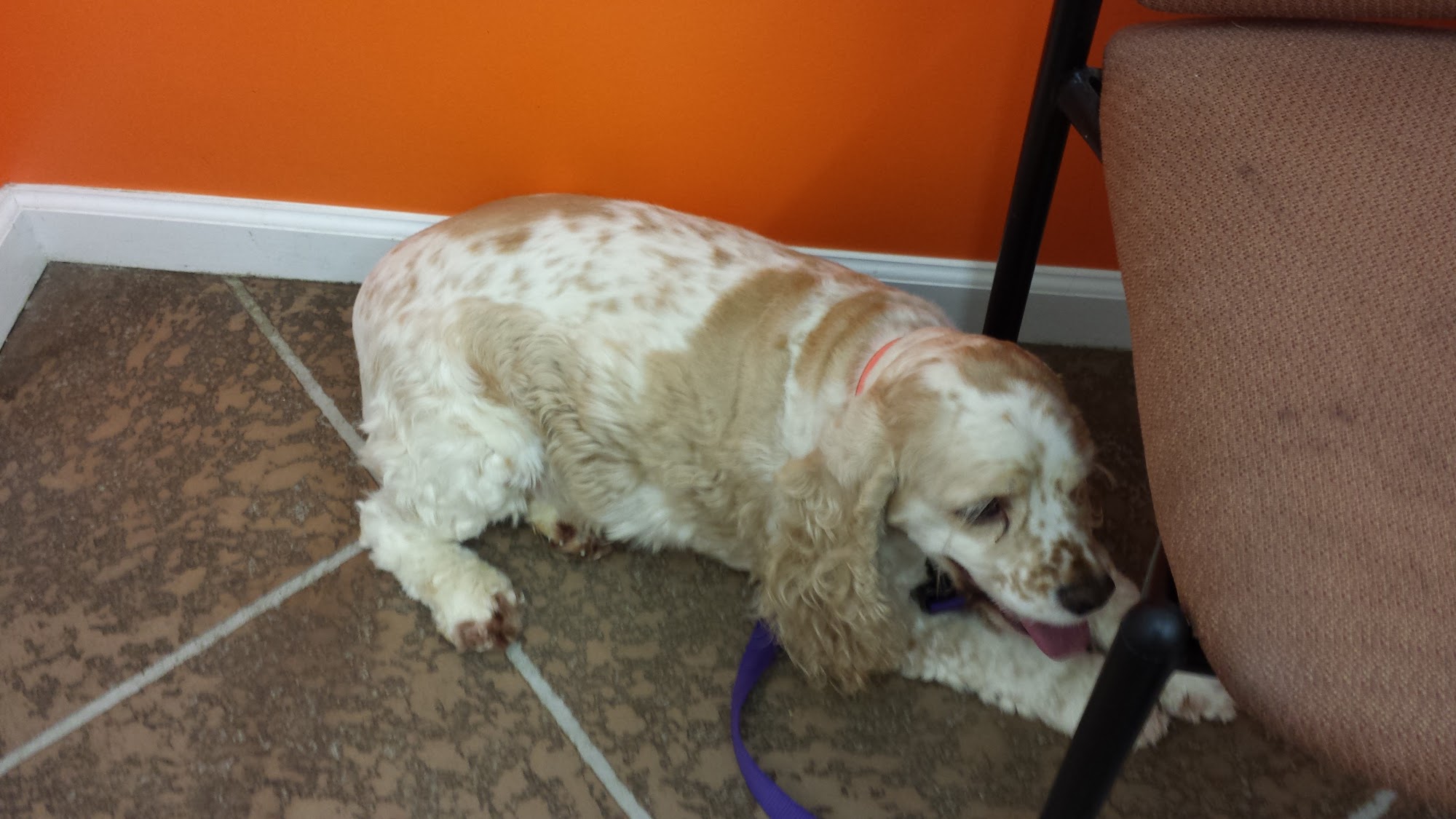 Greer Tony DVM Afton