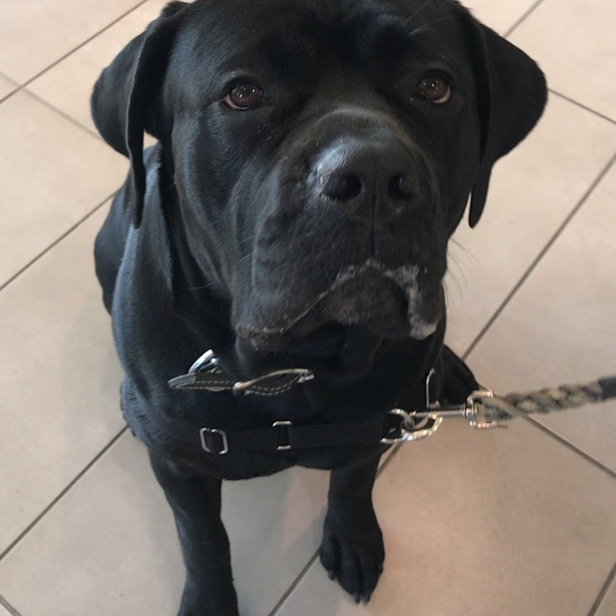 Priest Lake Veterinary Hospital - Nashville Veterinarian Antioch