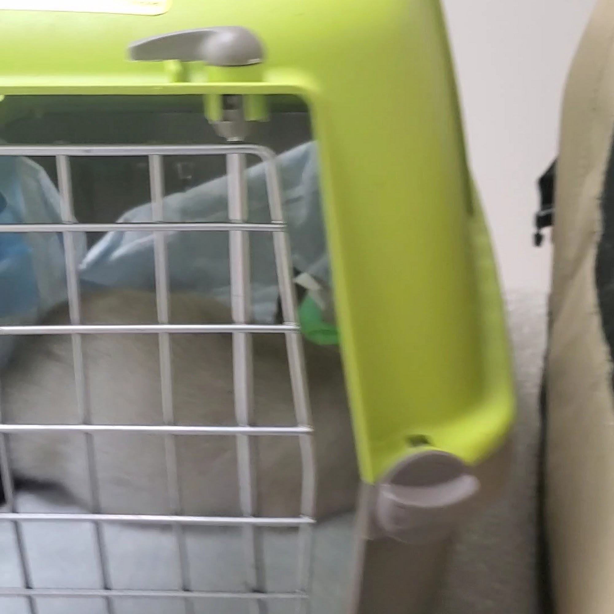 Arlington Animal Clinic Arlington