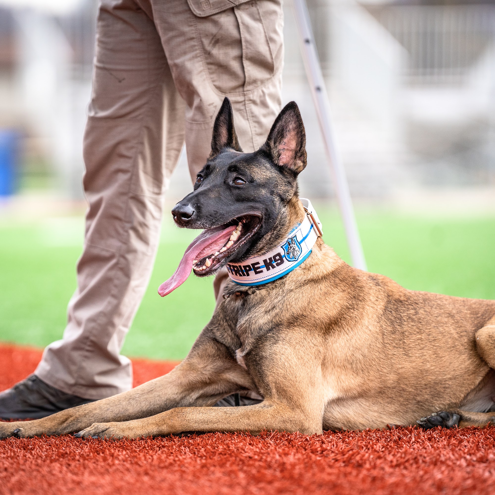 Blue Stripe K9 Ashland City
