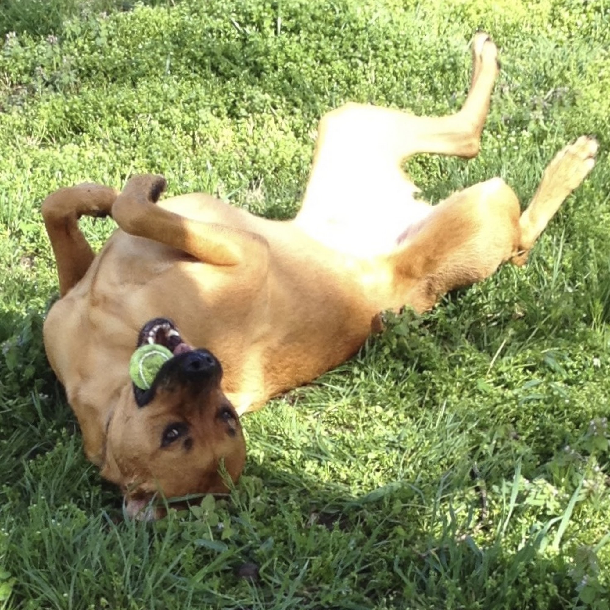 K9 Logics Ashland City
