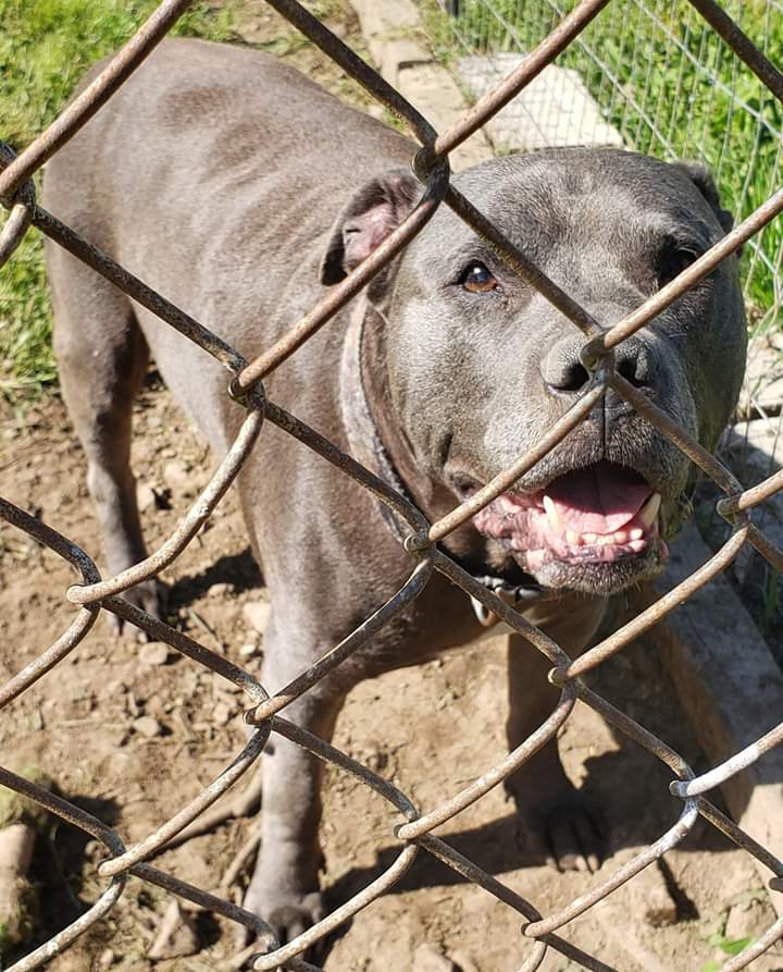 Athens Animal Shelter Athens