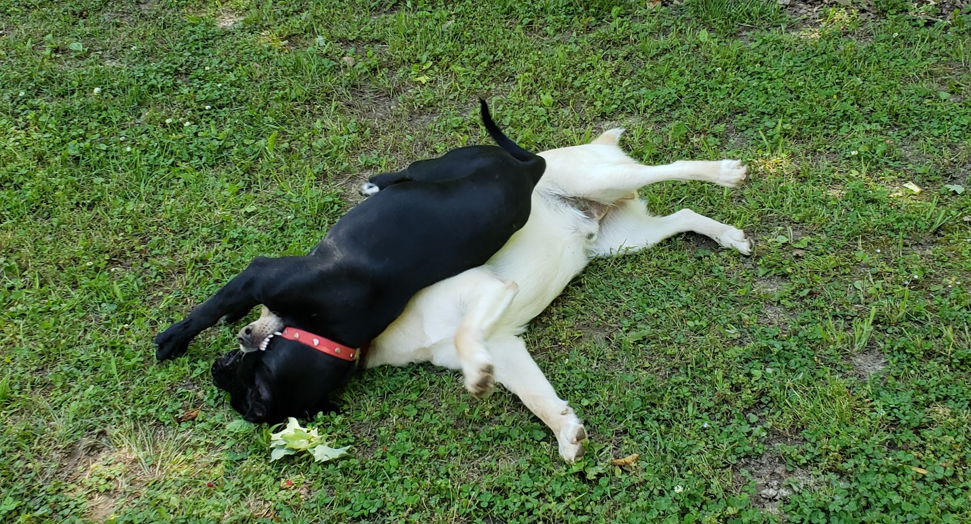 Ruff Country Dog Resort LLC - Tipton Atoka