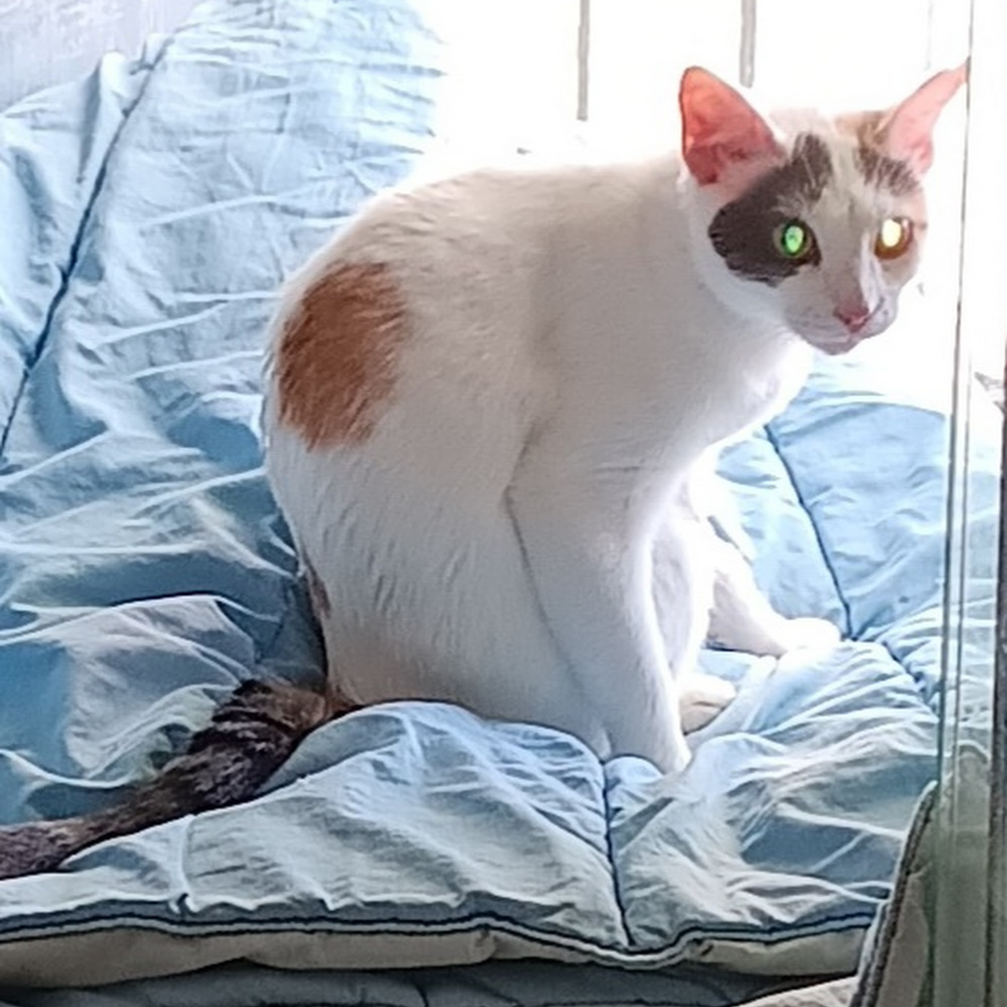 Shelby Center Hospital for Animals Bartlett