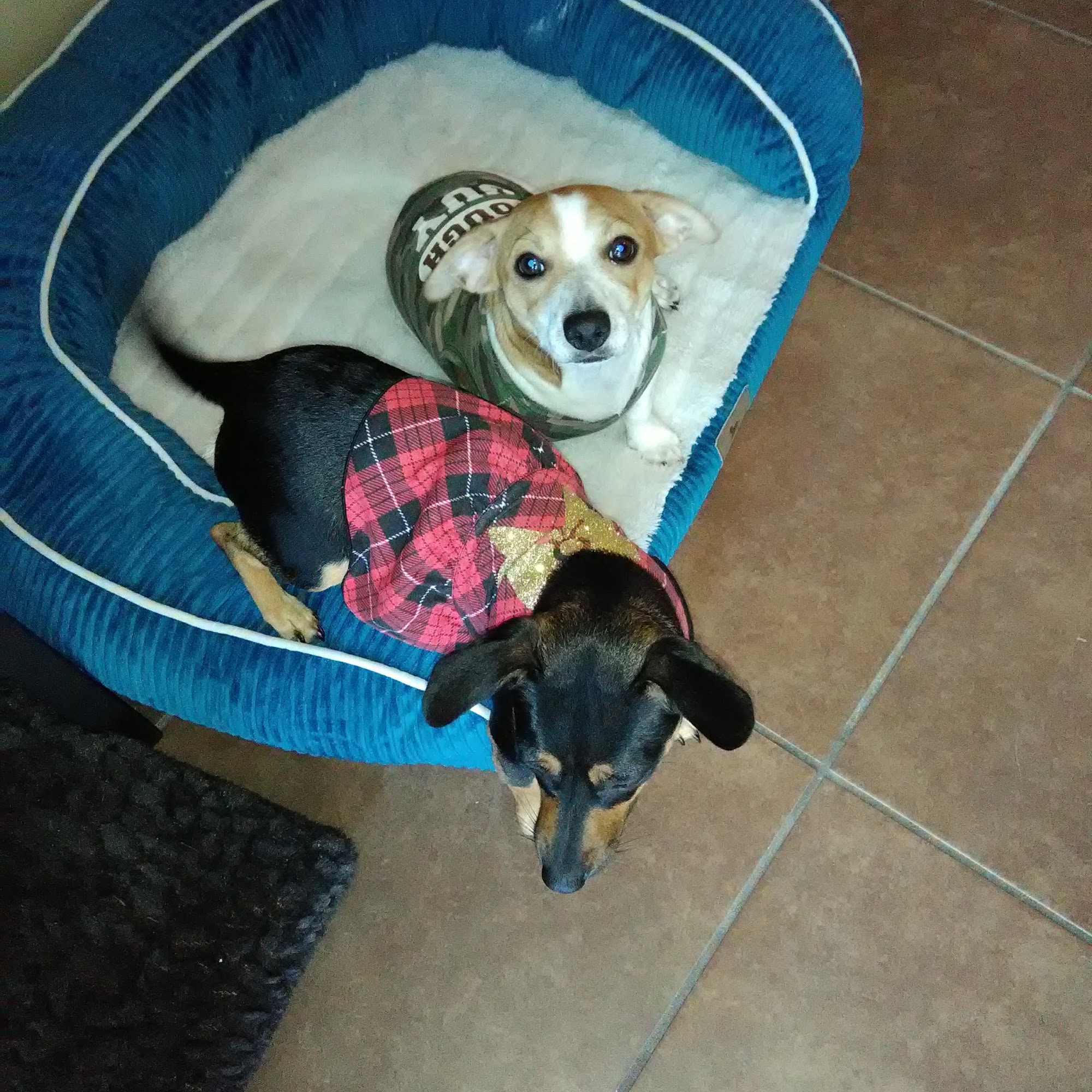 Community Pet Hospital Bartlett