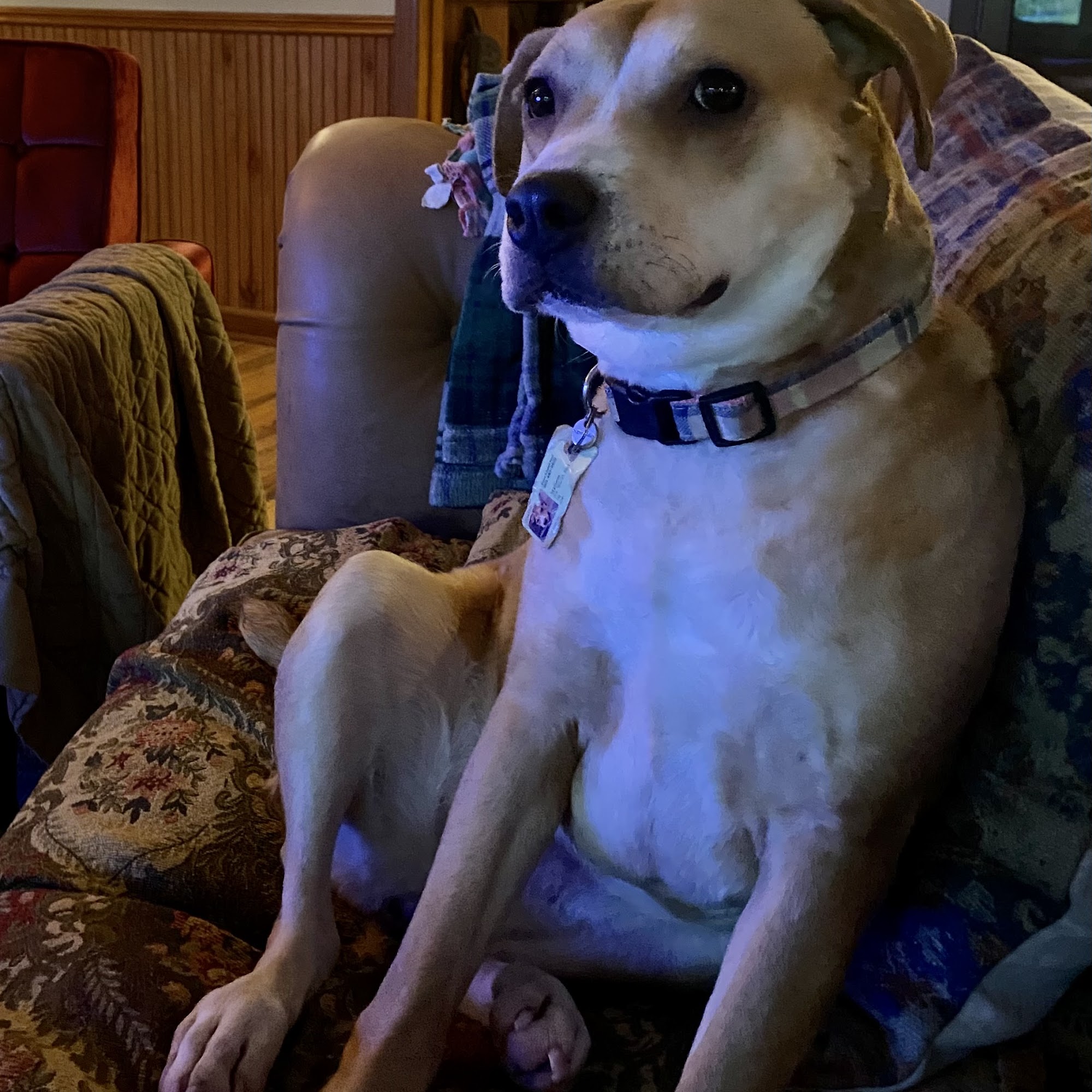 Gentle Care Animal Hospital Bartlett