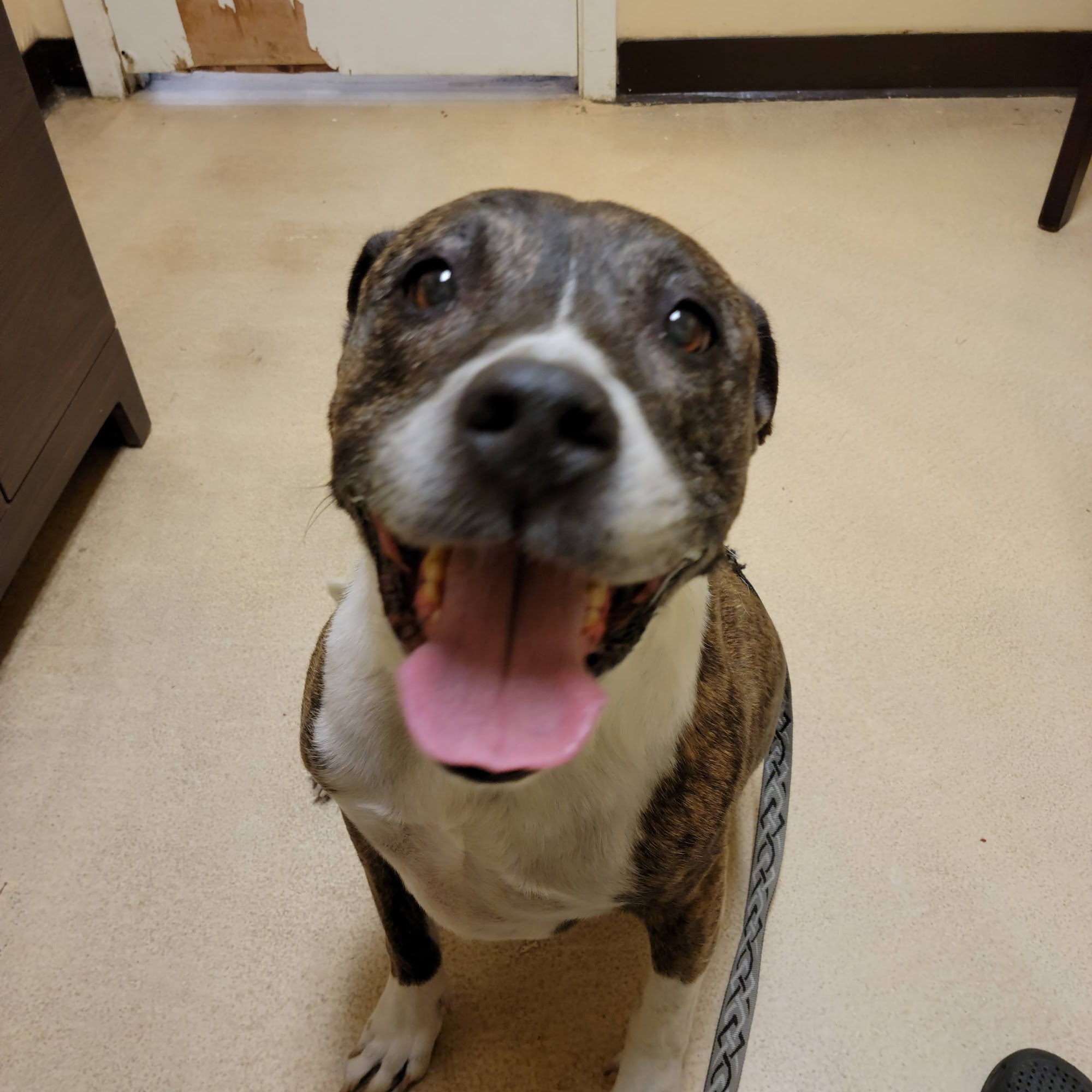 Family Veterinary Practice Bartlett