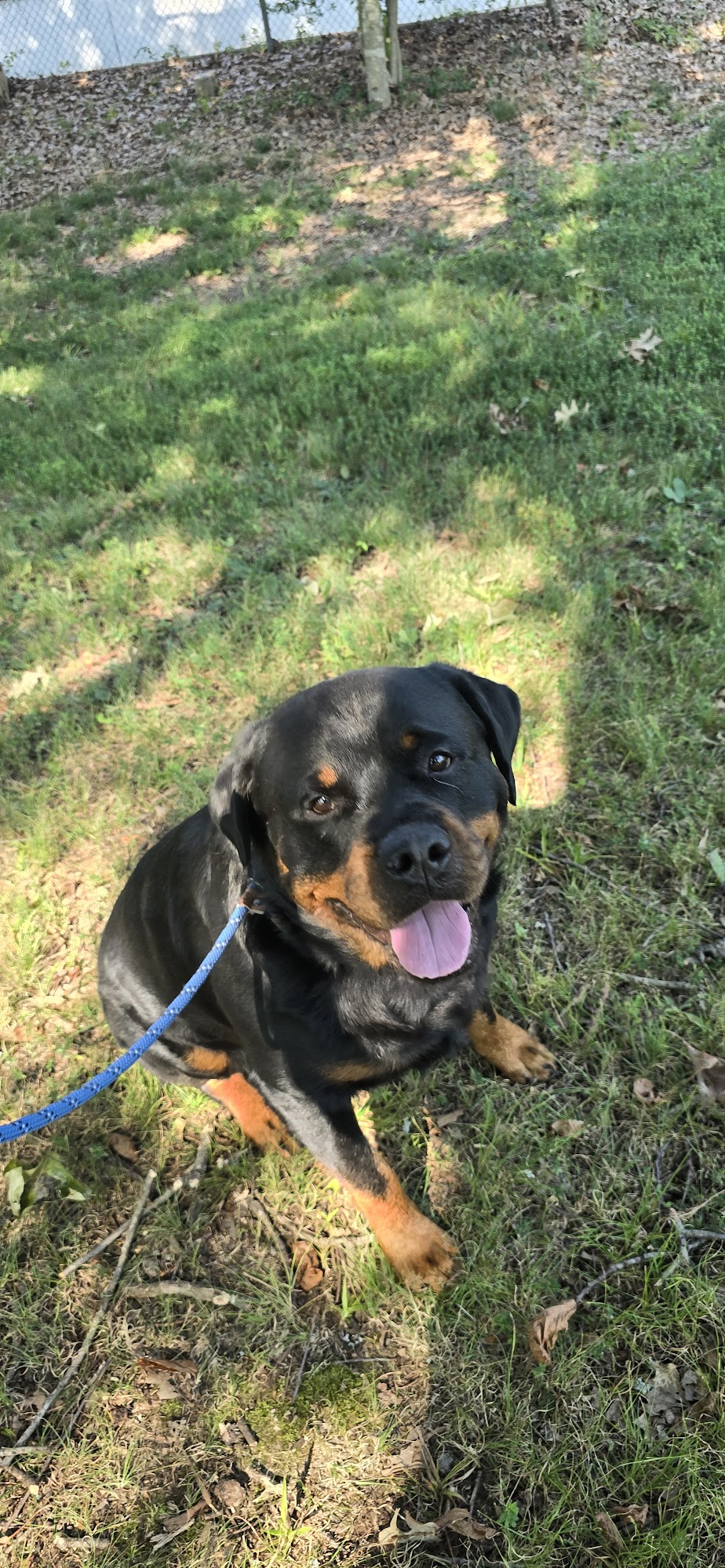 Fluffy Pawz Grooming Salon Bartlett