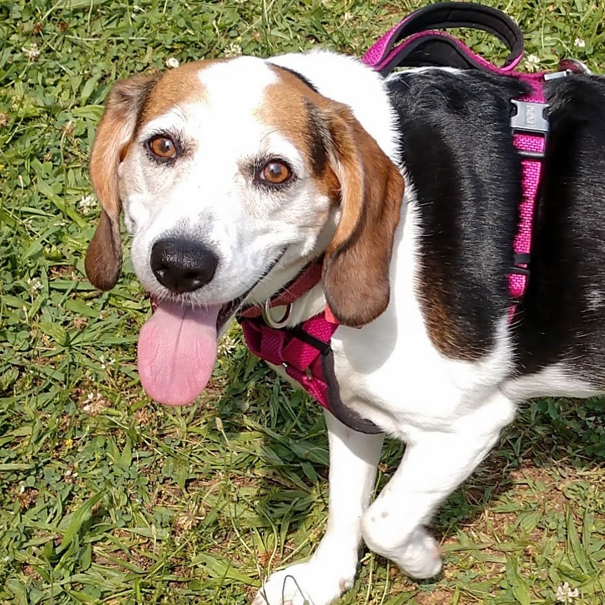 Dog-N-Suds Bean Station