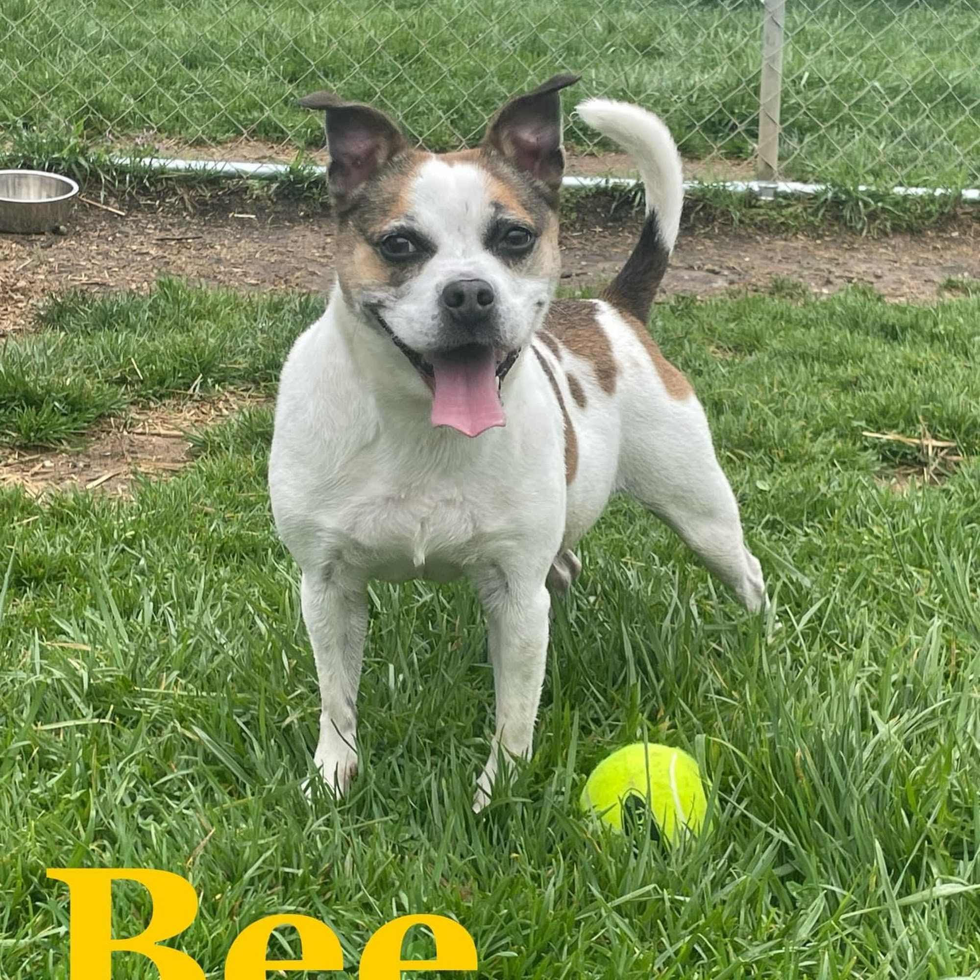 The Animal Shelter of Sullivan County Blountville