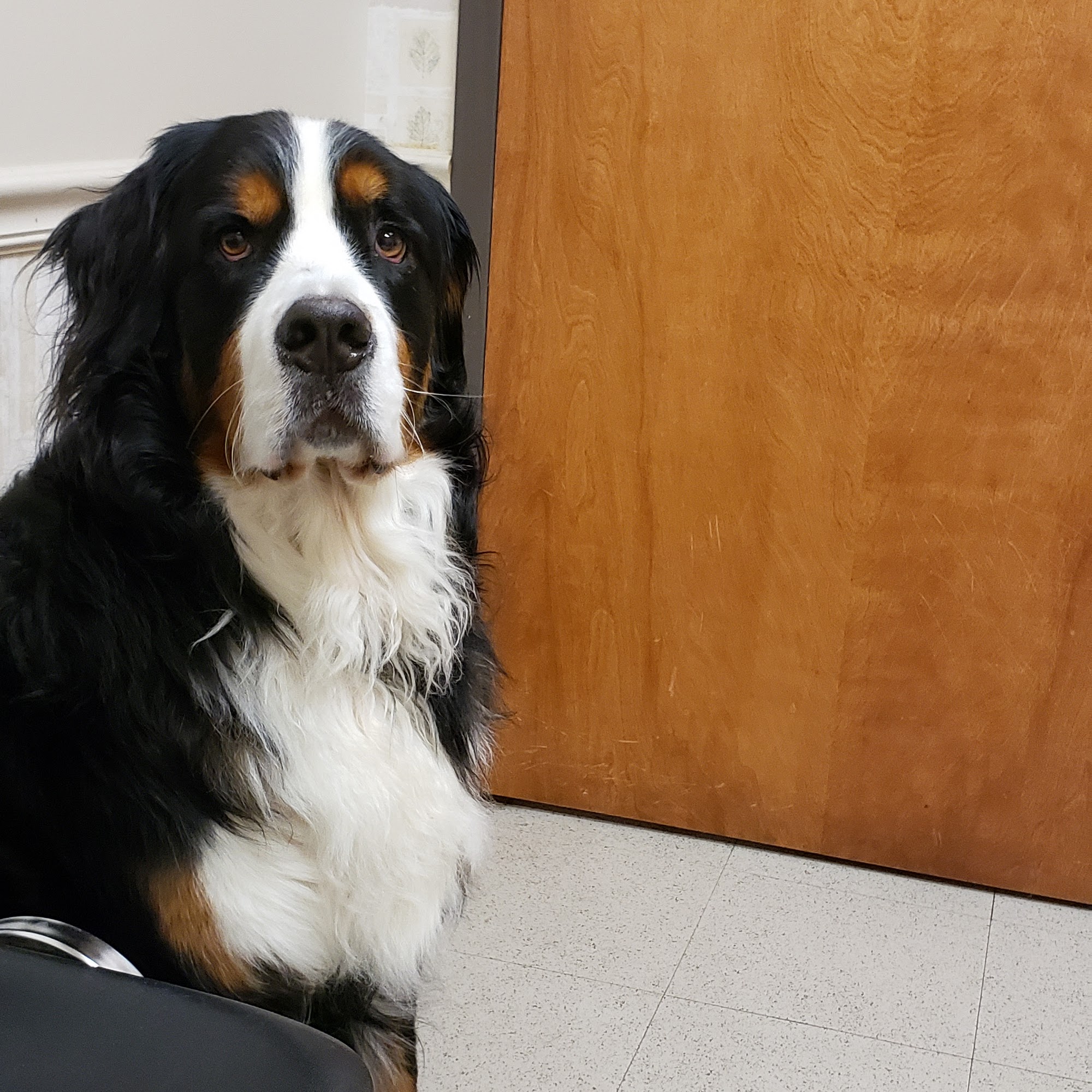 Cool Springs Animal Hospital Brentwood