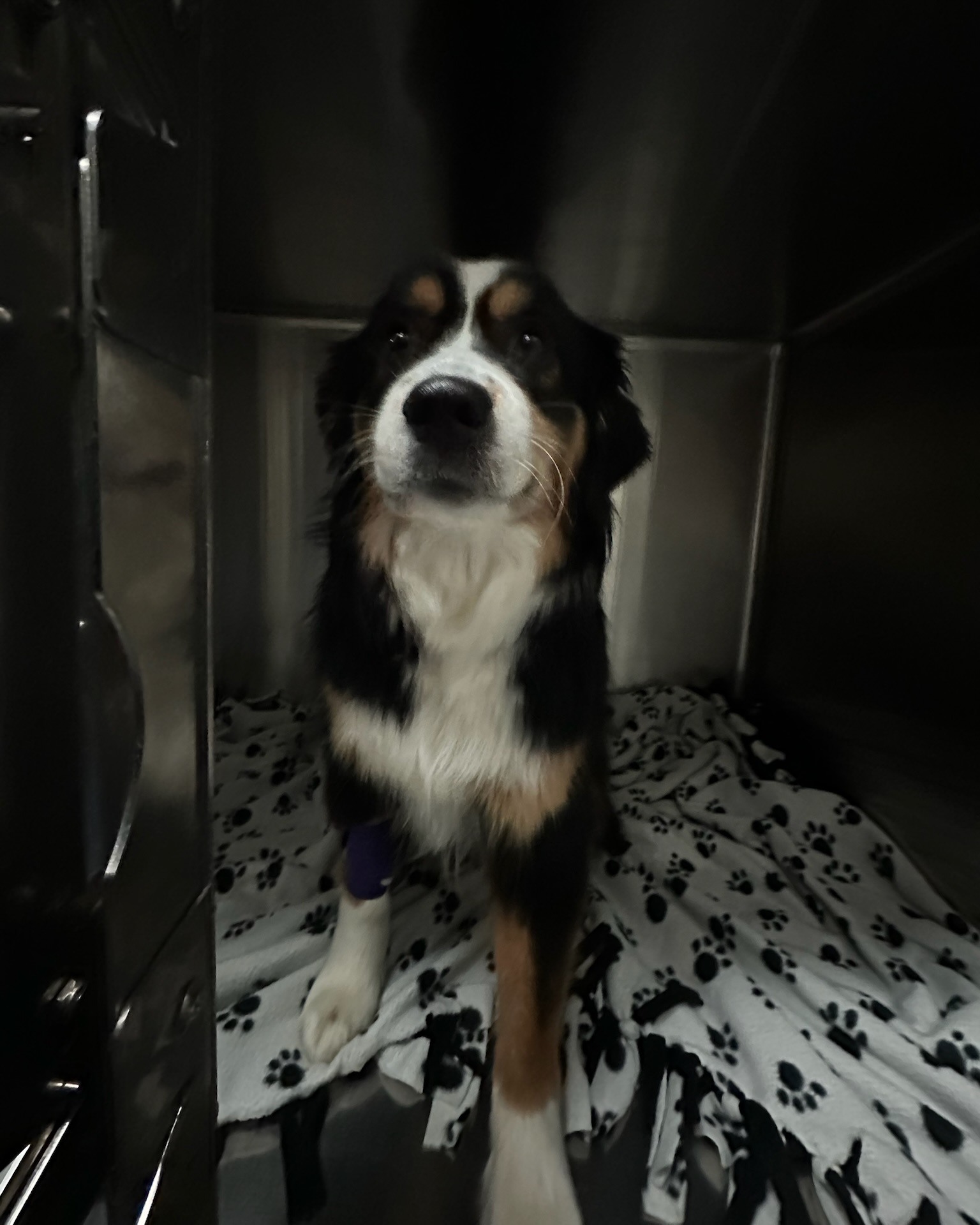 Concord Road Animal Hospital & Pet Spa Brentwood