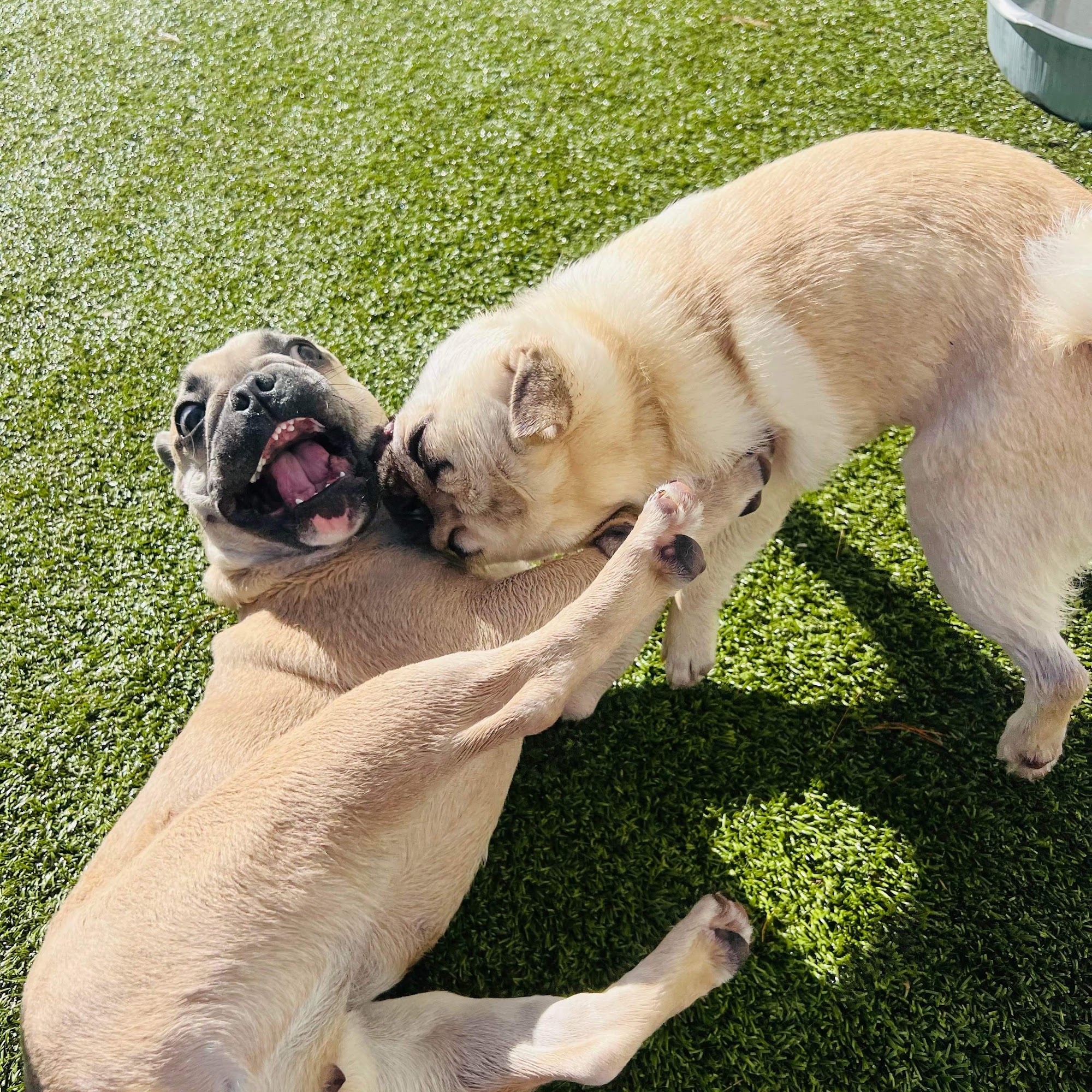 Pet Village of Brentwood Brentwood