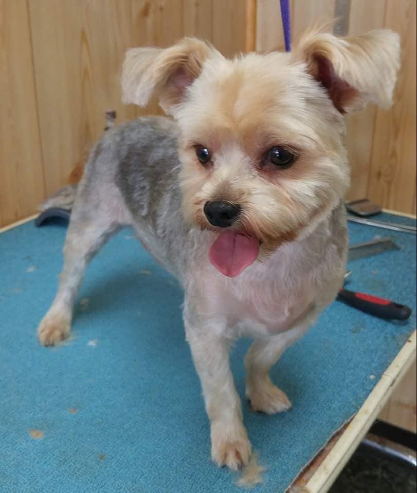 Mountain Mutts Pet Grooming Bristol