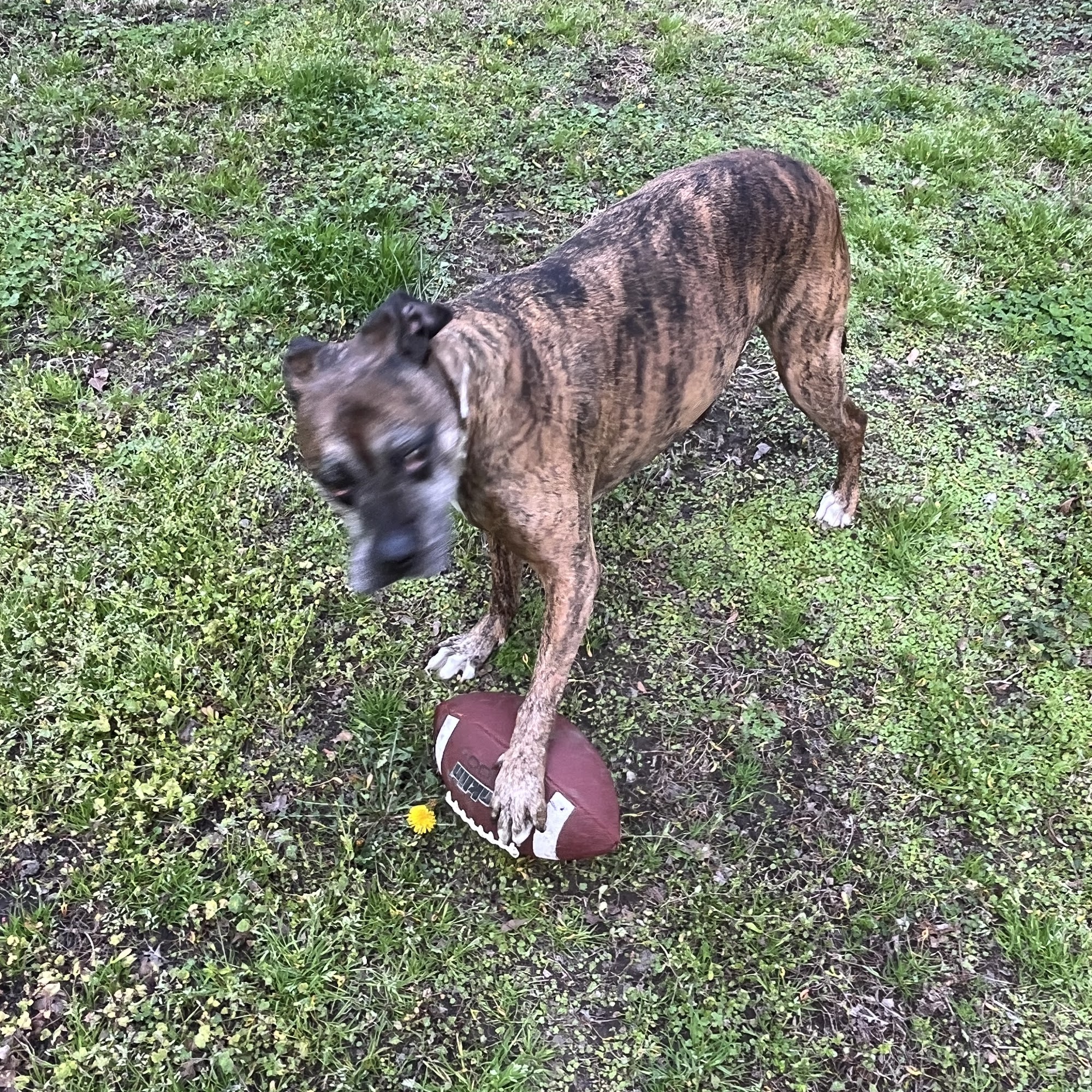 Haywood Animal Hospital Brownsville