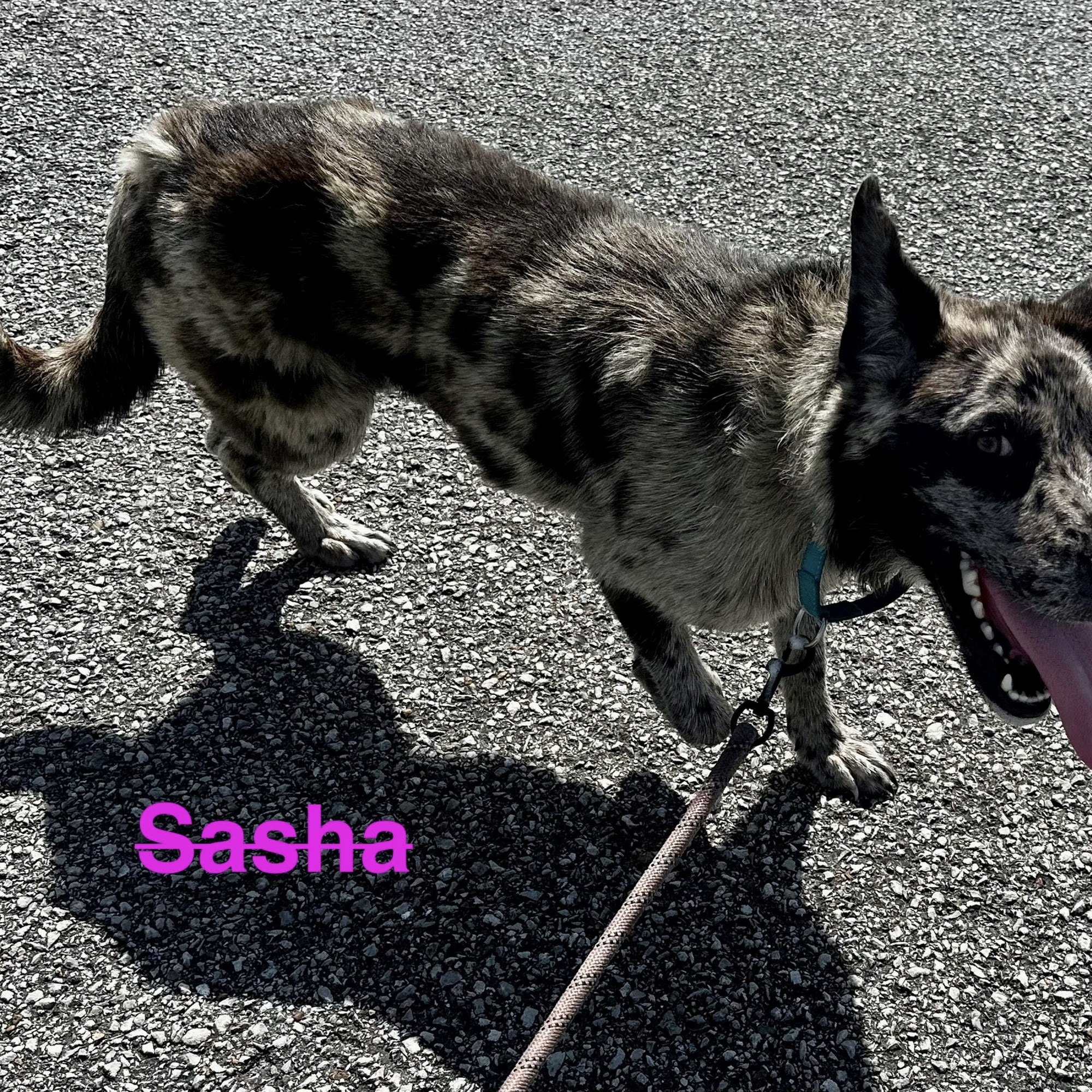 Benton County Animal Shelter Camden