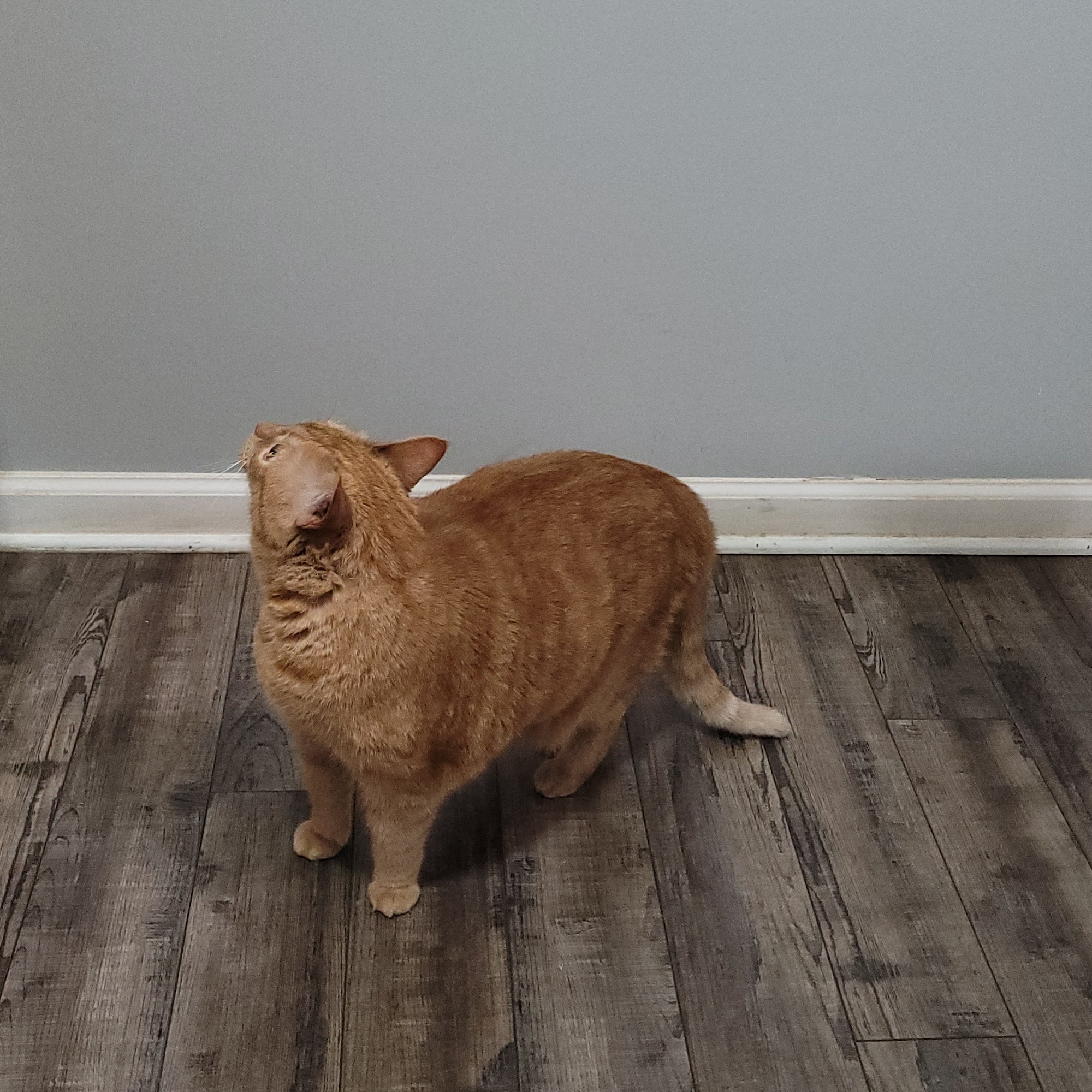 Hickman Veterinary Hospital, Inc. Centerville