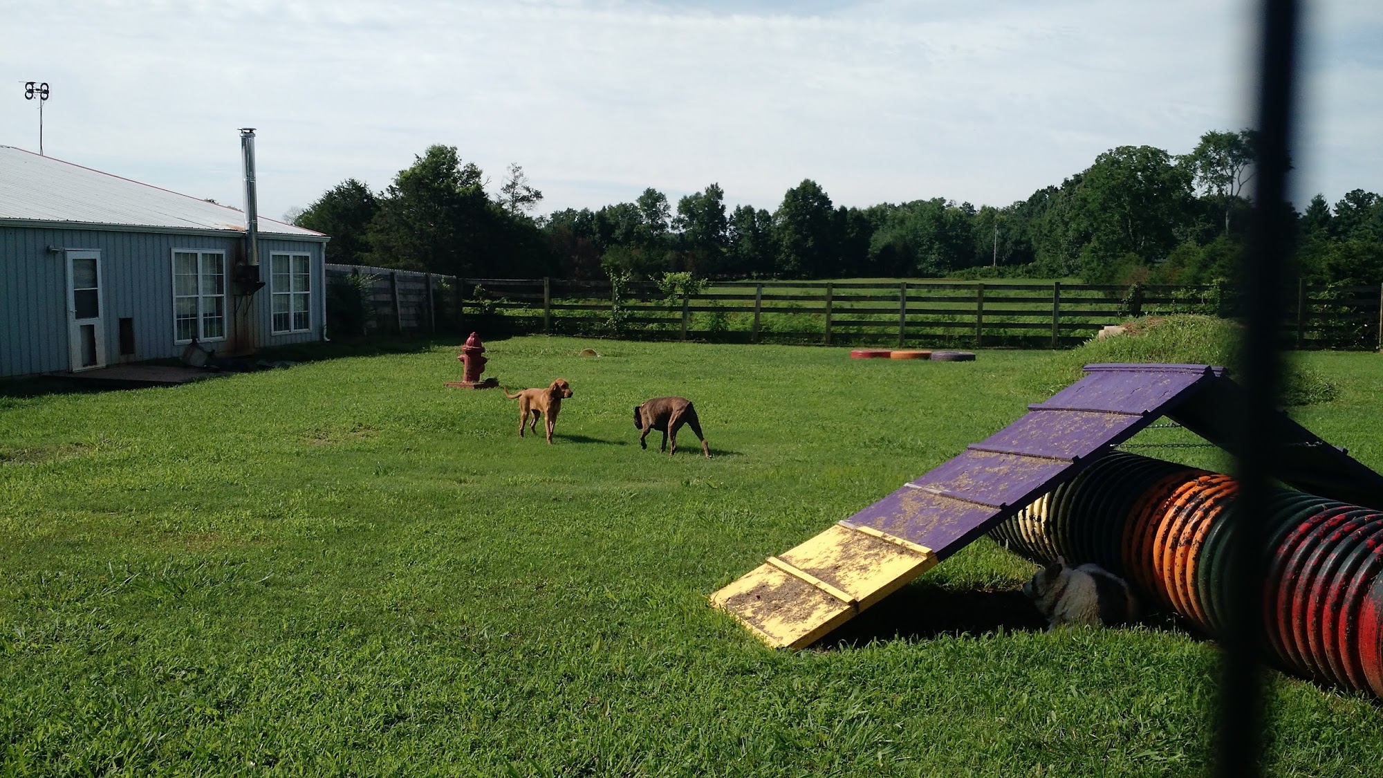 June's House Pet Boarding Chapel Hill