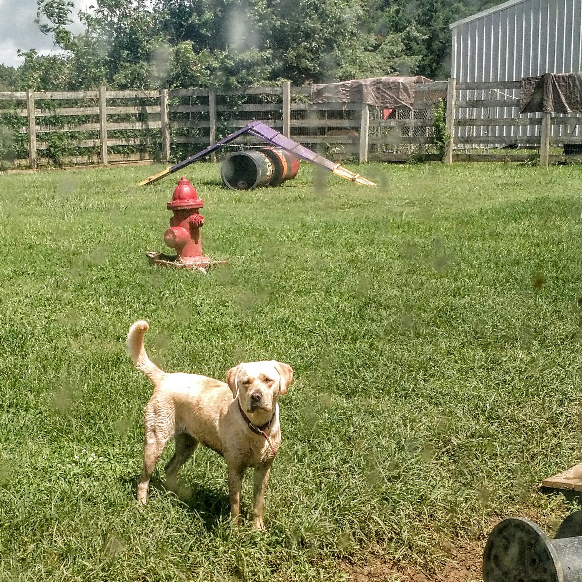 June's House Pet Boarding Chapel Hill