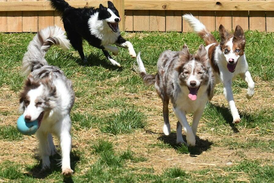 PetQuest Spa & Hotel Chattanooga